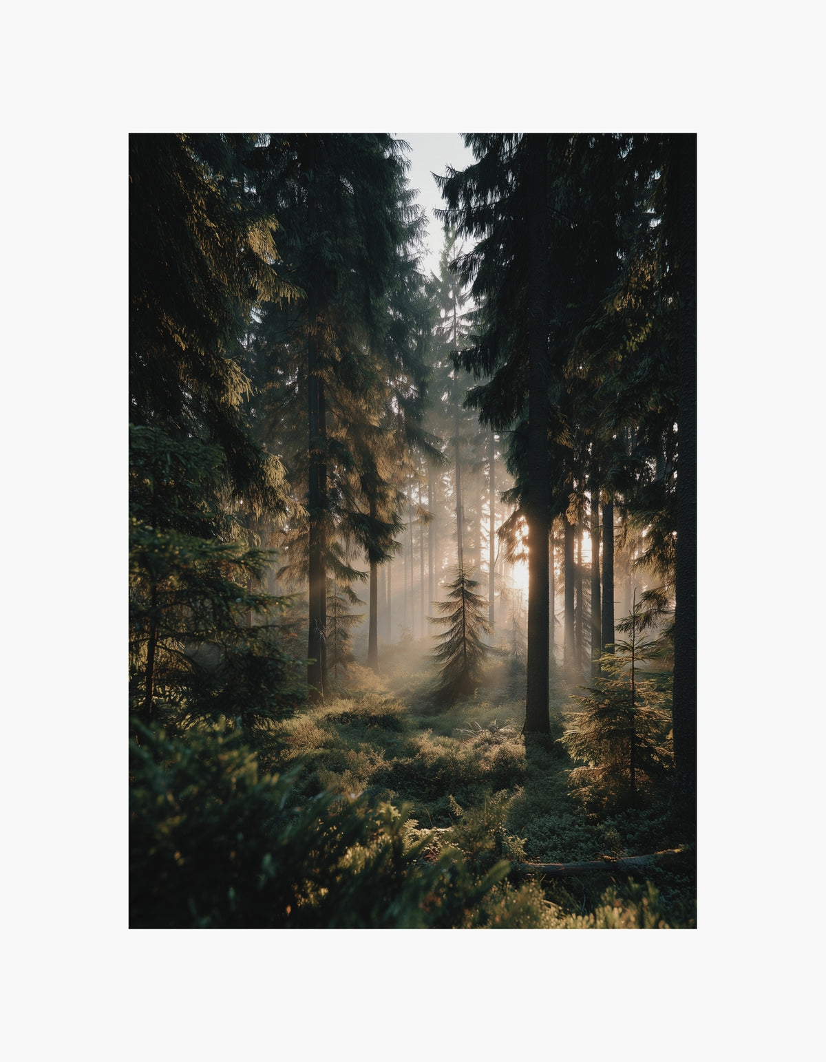 Forest Radiance Poster