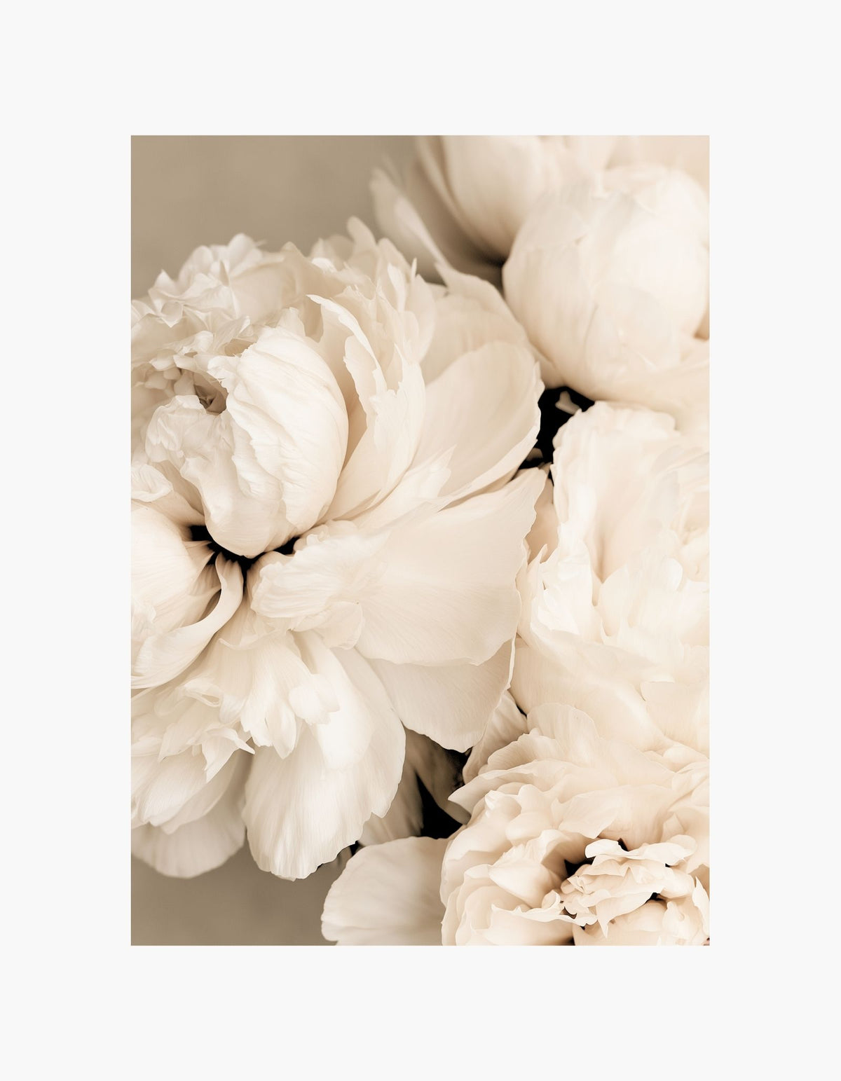 Delicate Blooms Poster