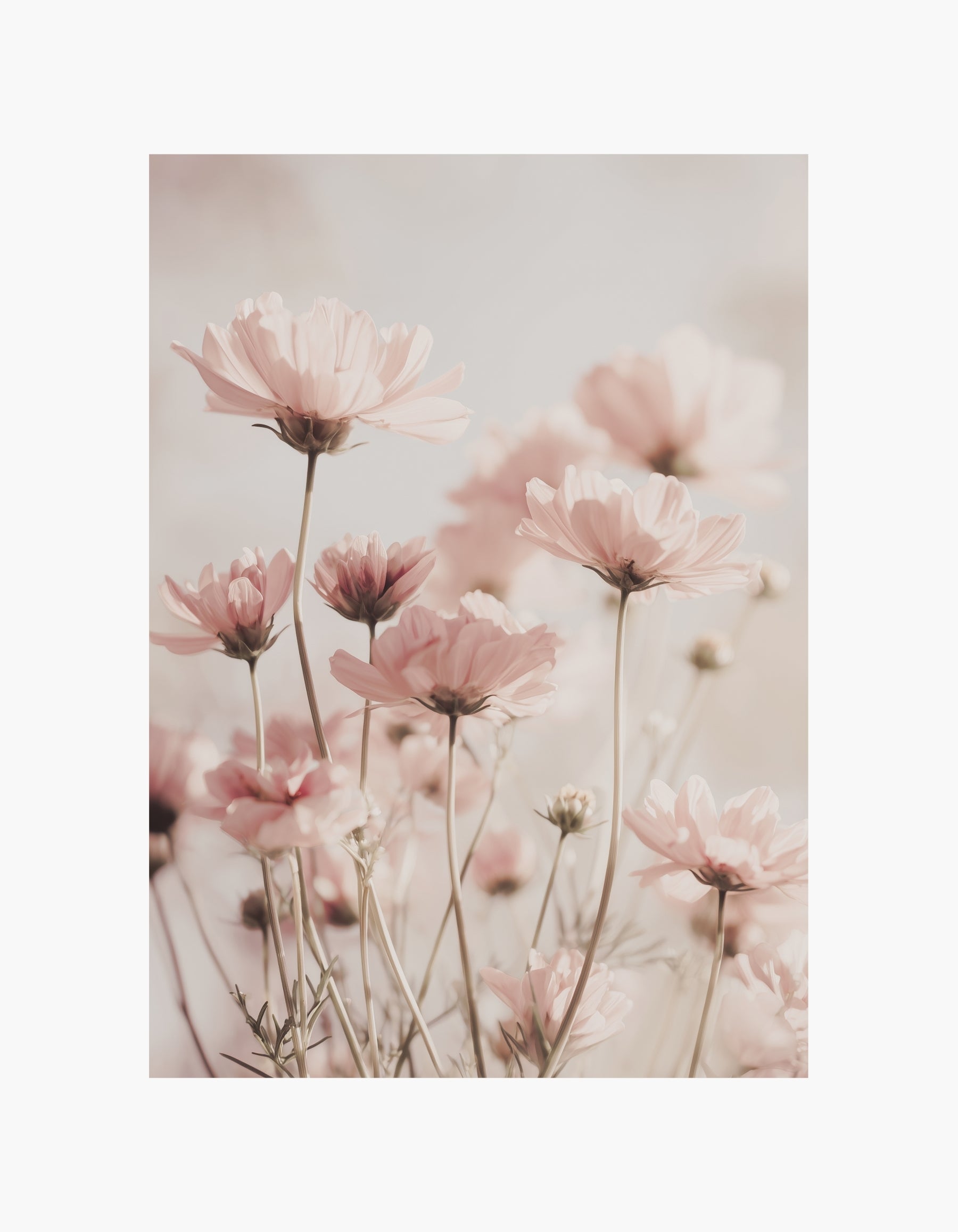Soft Blush Cosmos Poster