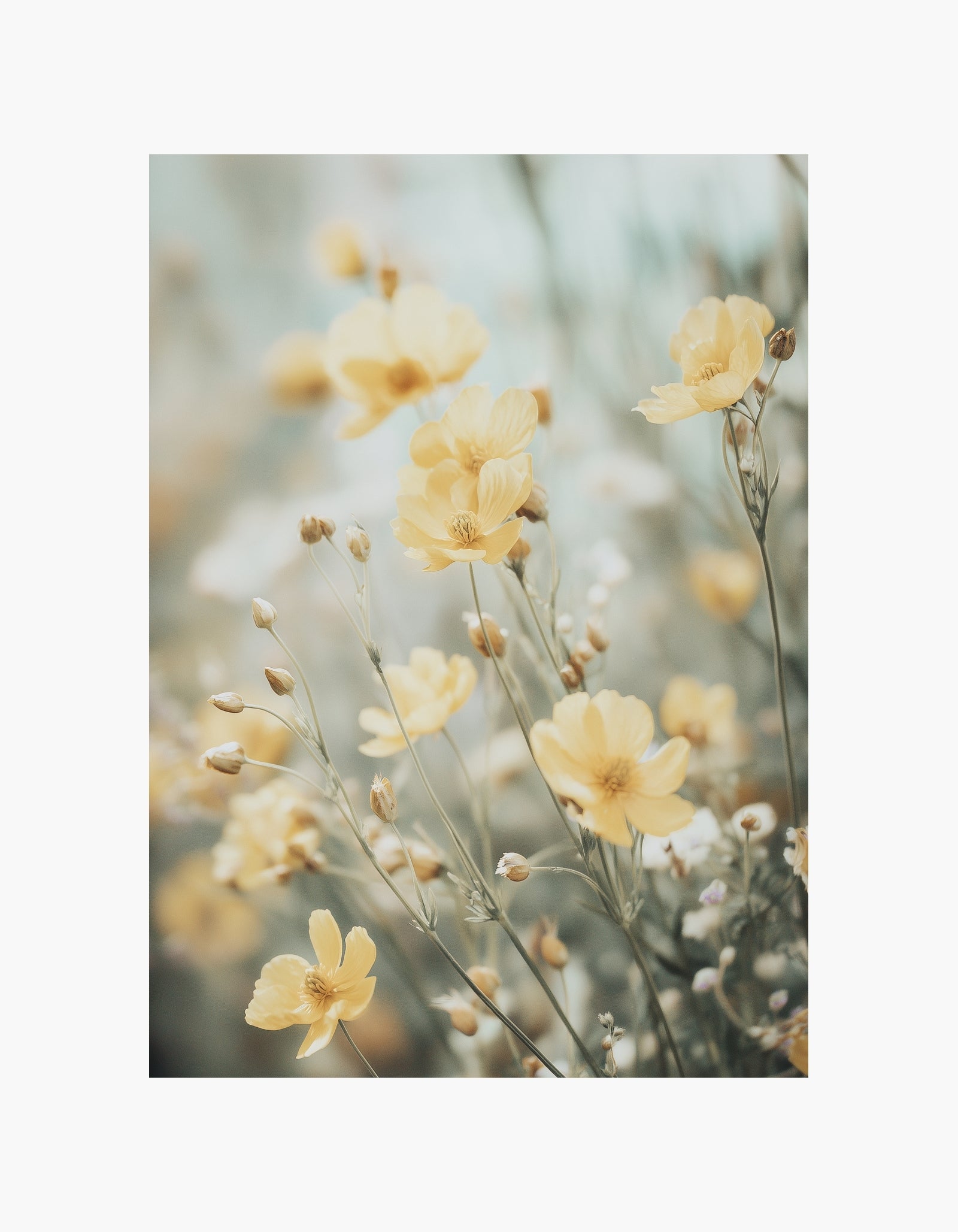 Yellow Wildflowers Poster