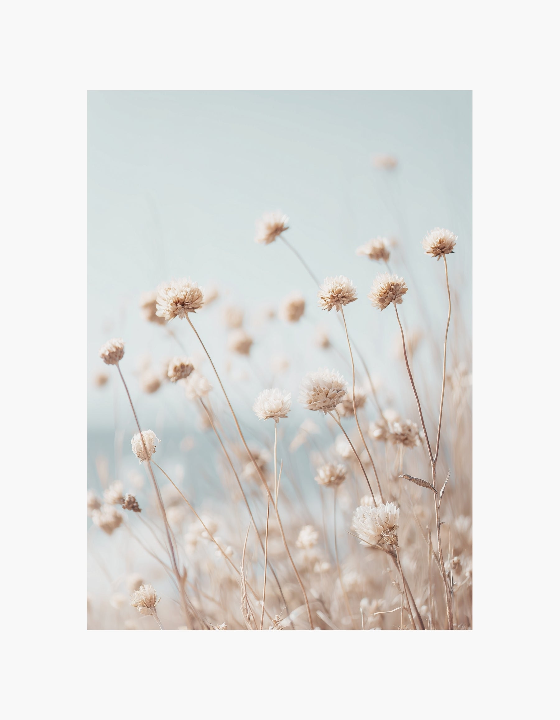 Beige Wildflower Field Poster