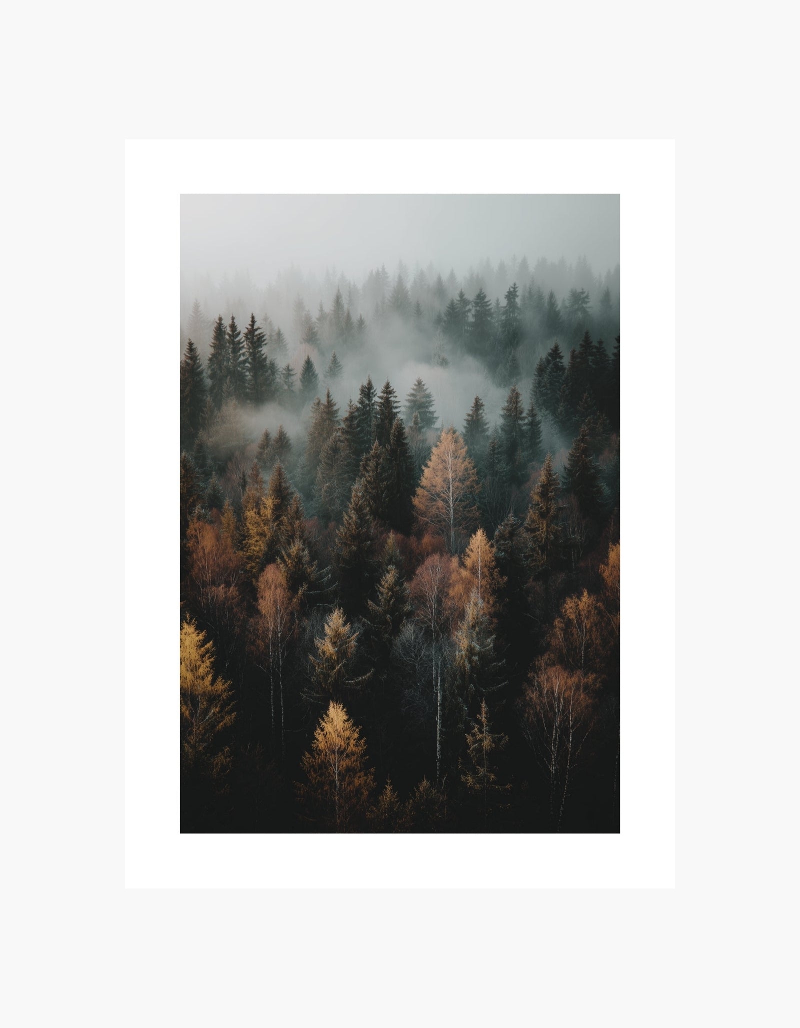 Misty Autumn Forest Poster