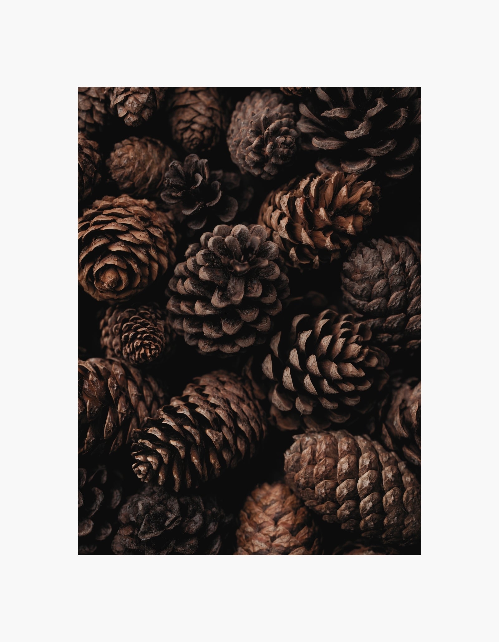 Pine Cones Poster