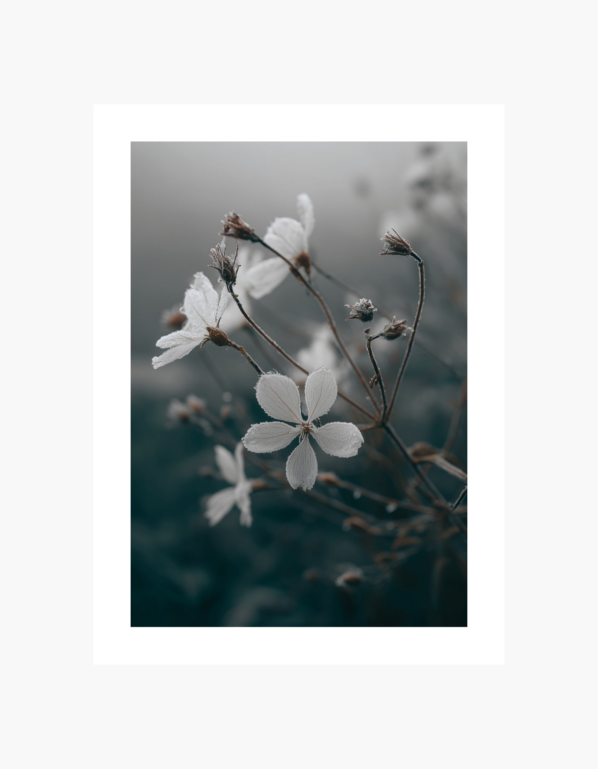 Frosted Flower Poster