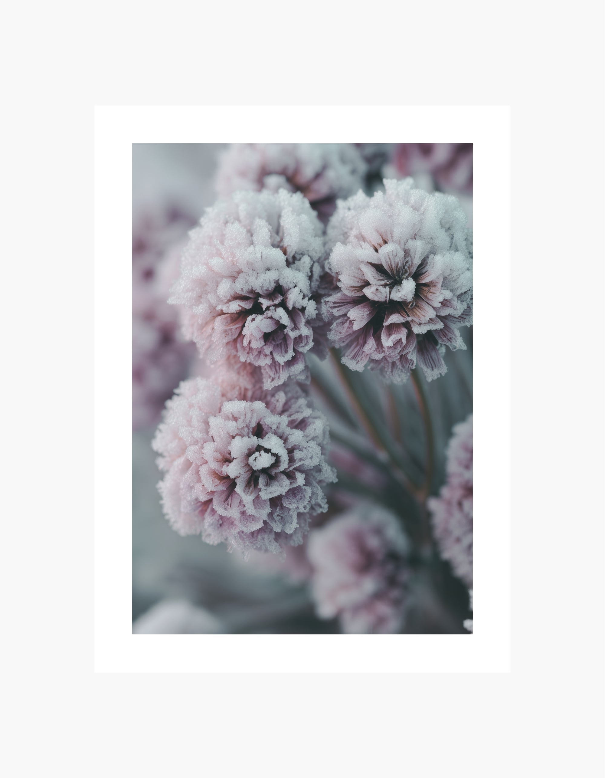 Frosted Blossoms Poster