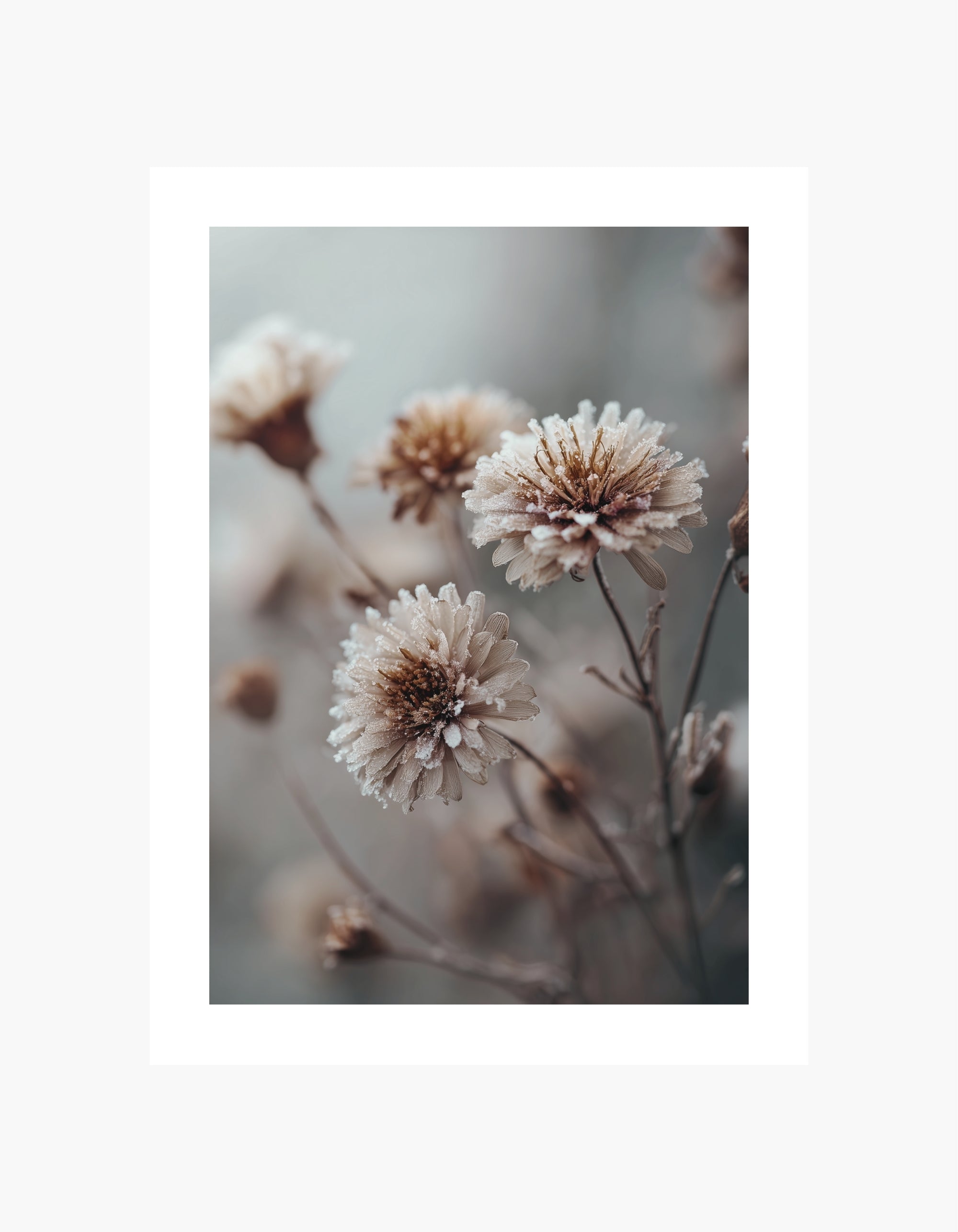 Frosted Wildflower Poster