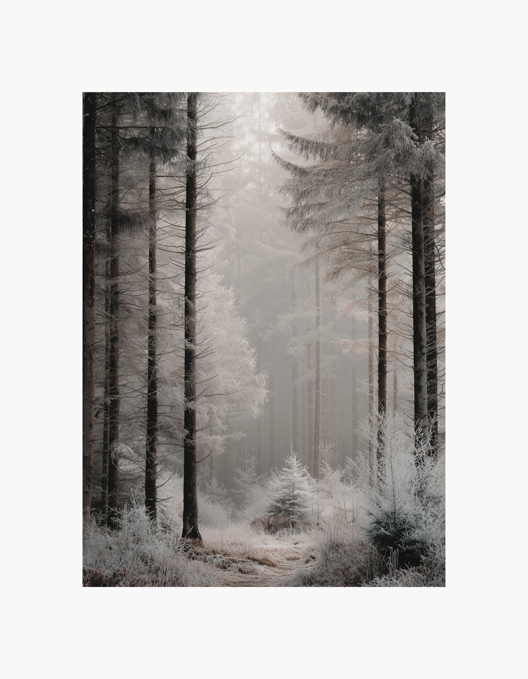 Winter Forest Poster