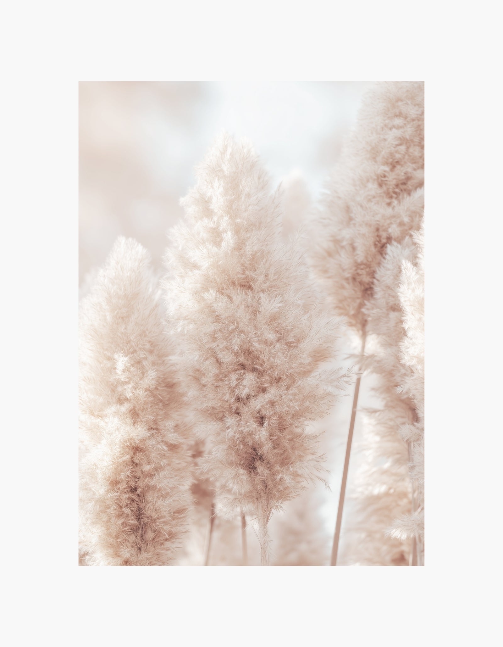Soft Pampas Grass Poster