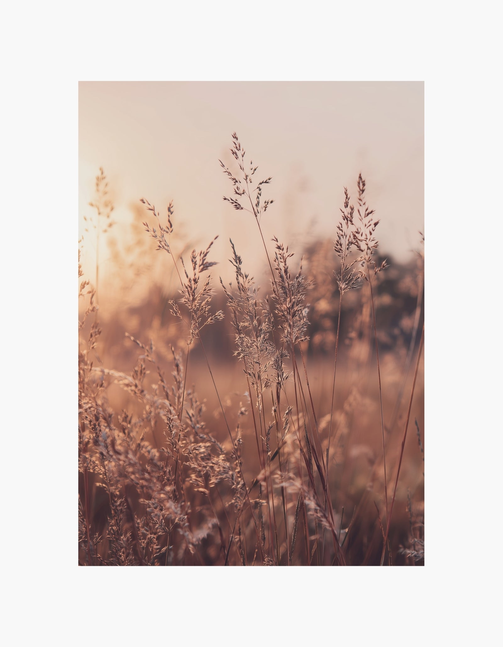 Golden Meadow Poster