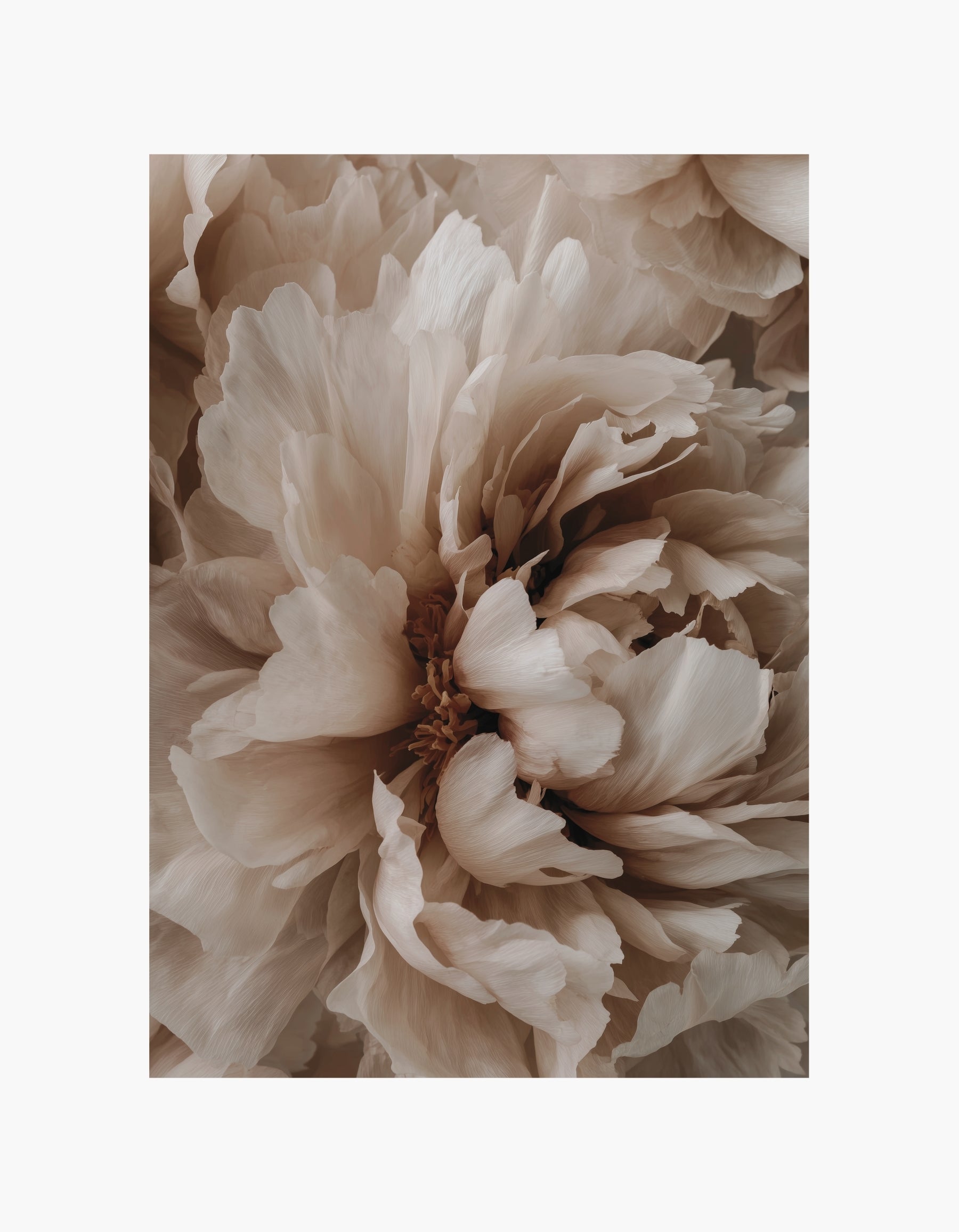 Soft Peony Poster