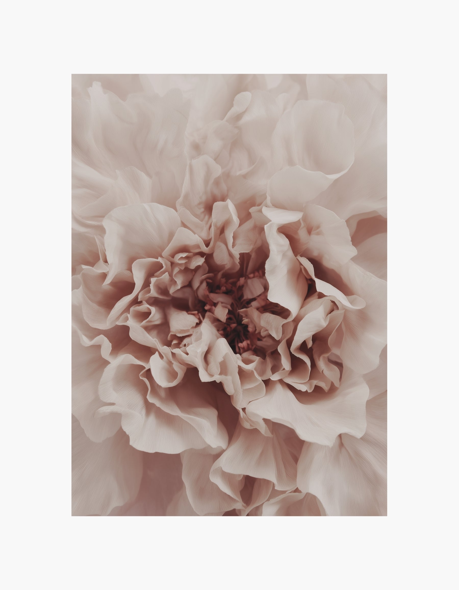 Soft Blush Bloom Poster