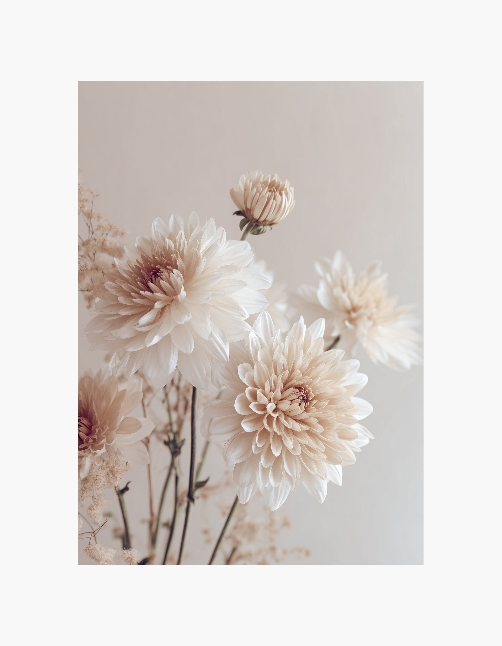 Beige Dahlia Poster
