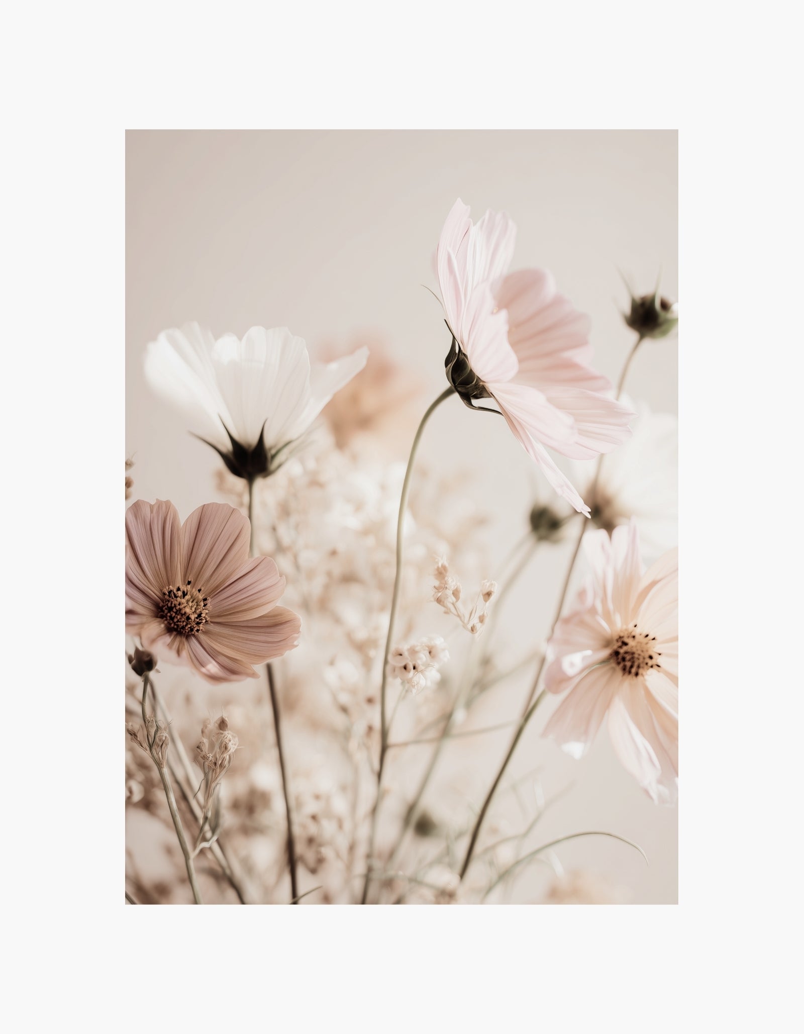 Cosmos Flower Poster