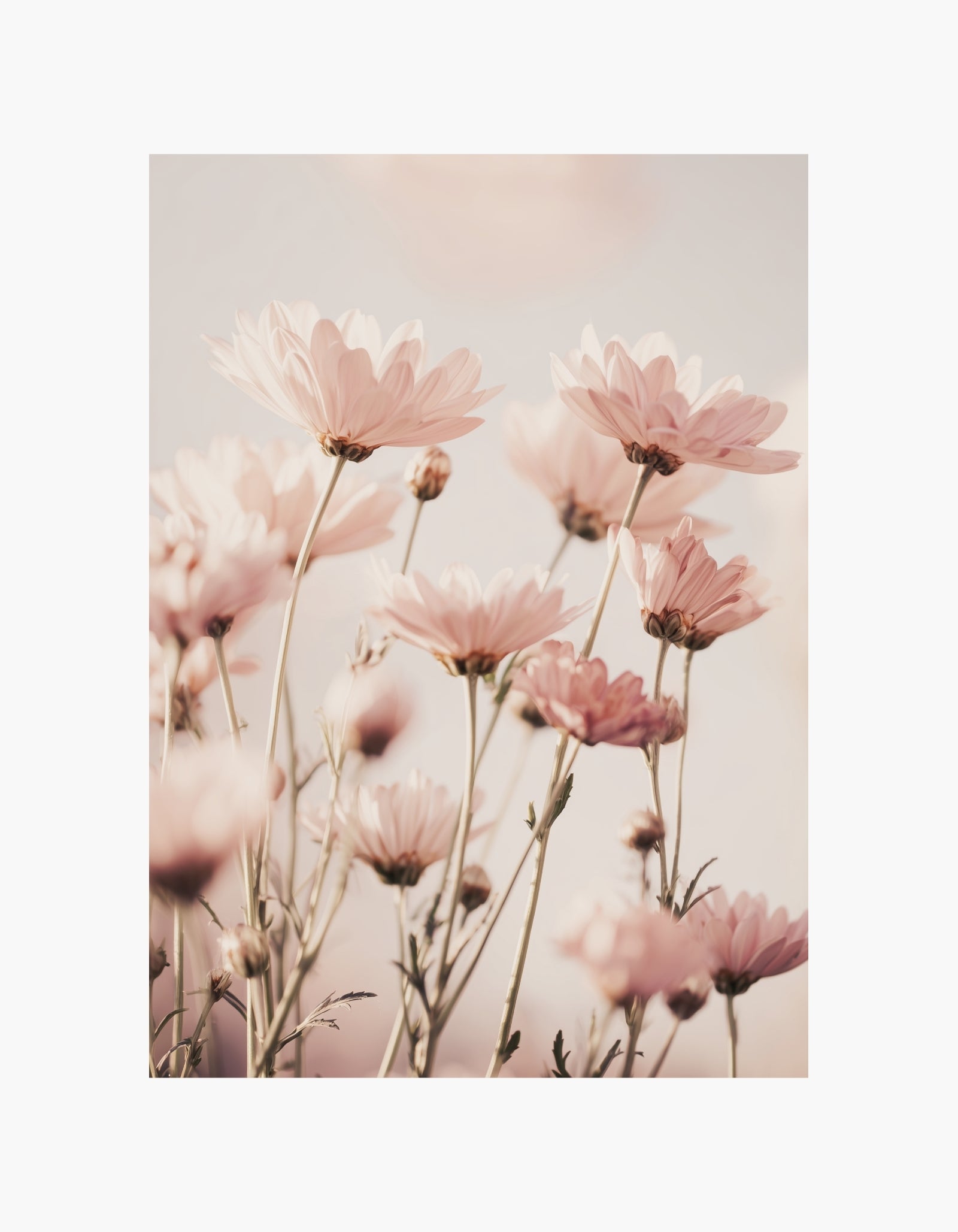 Soft Pink Bloom Poster