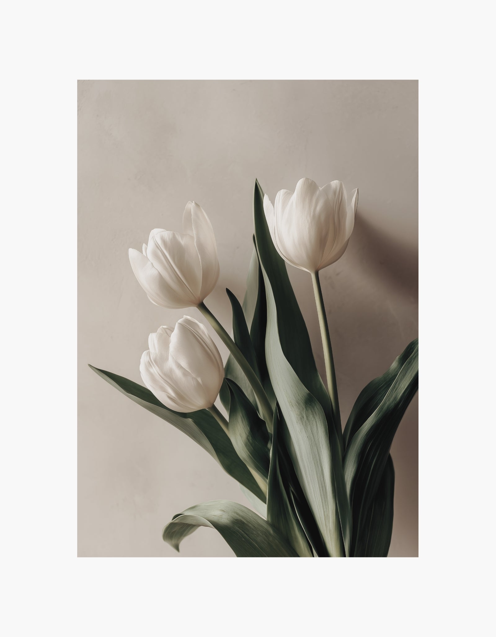 White Tulips Poster