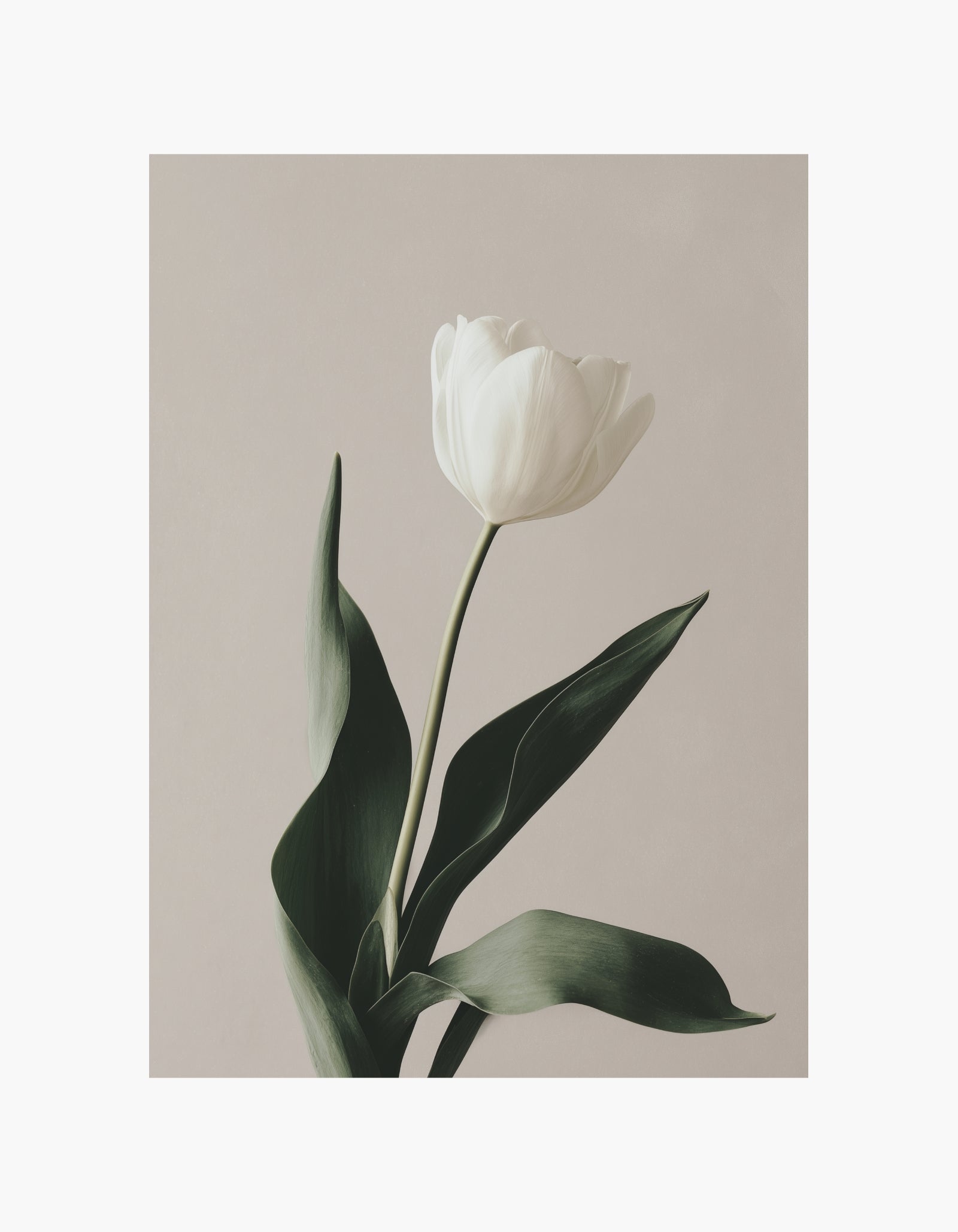 White Tulip No.1 Poster