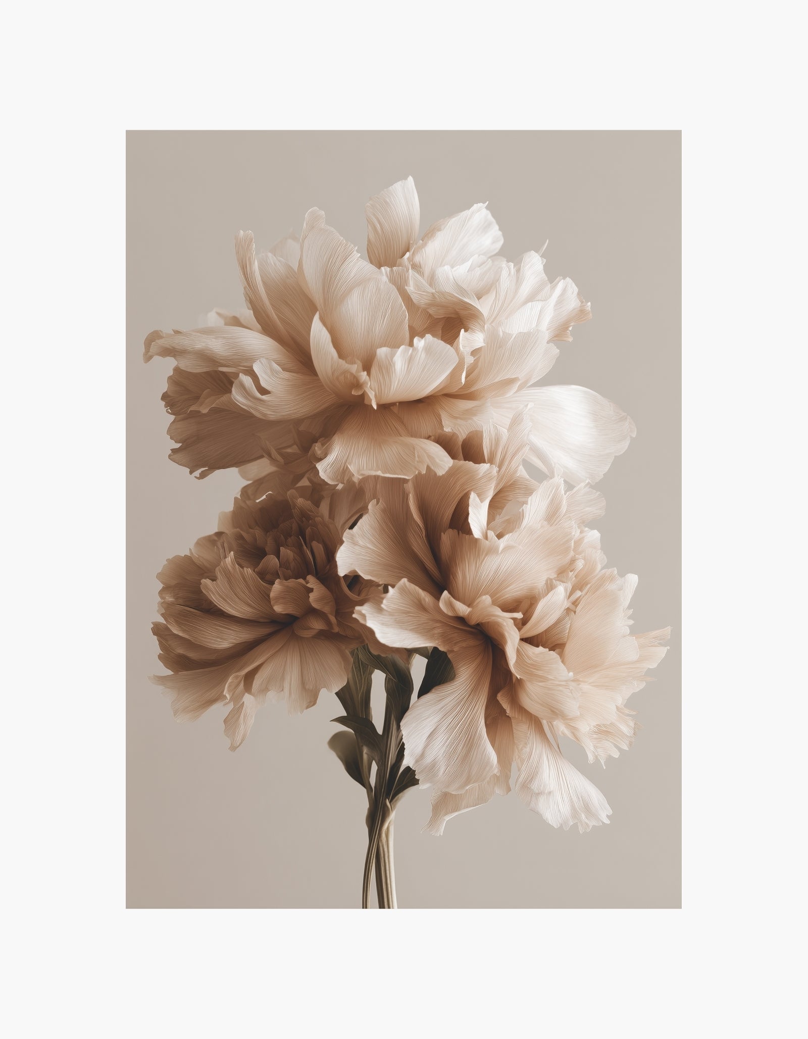 Soft Beige Peonies No.1 Poster
