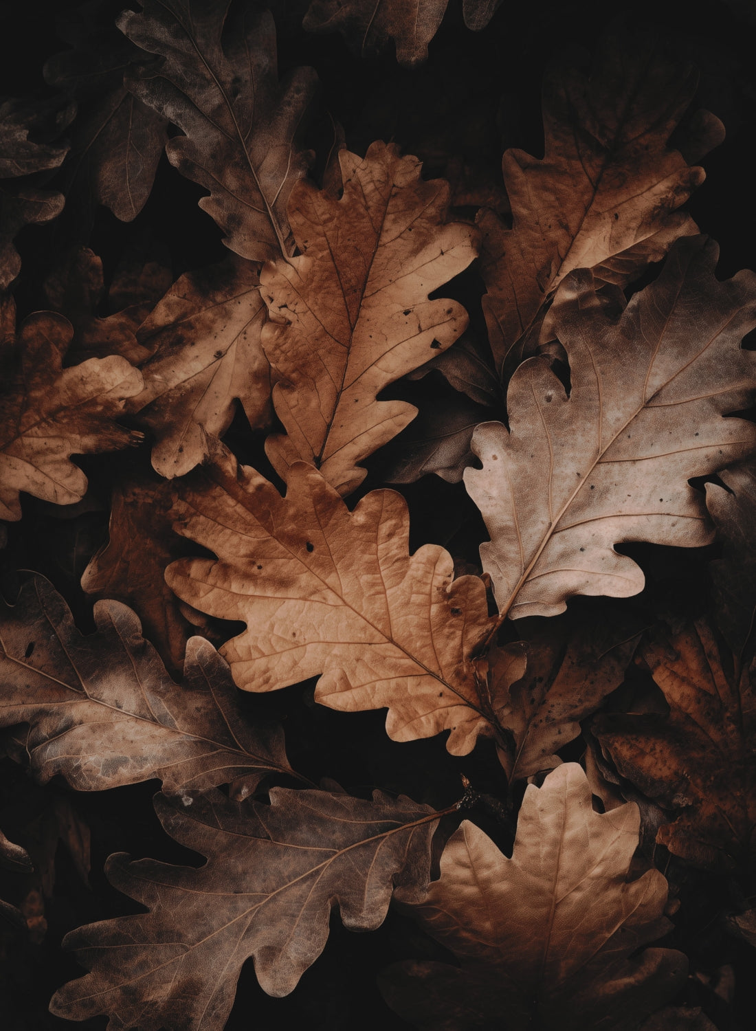 Autumn Leaves Poster