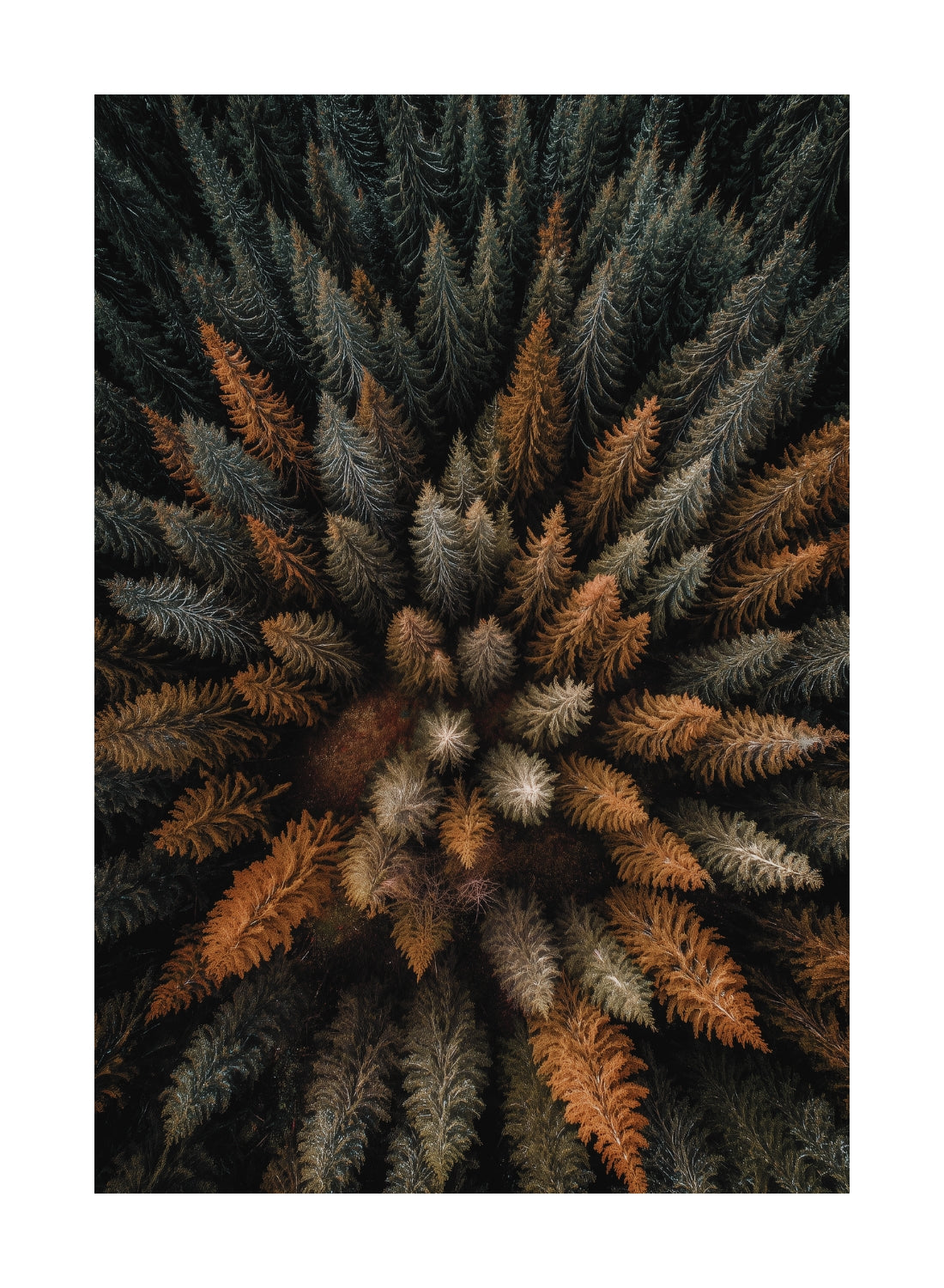 Autumn Forest Aerial Poster