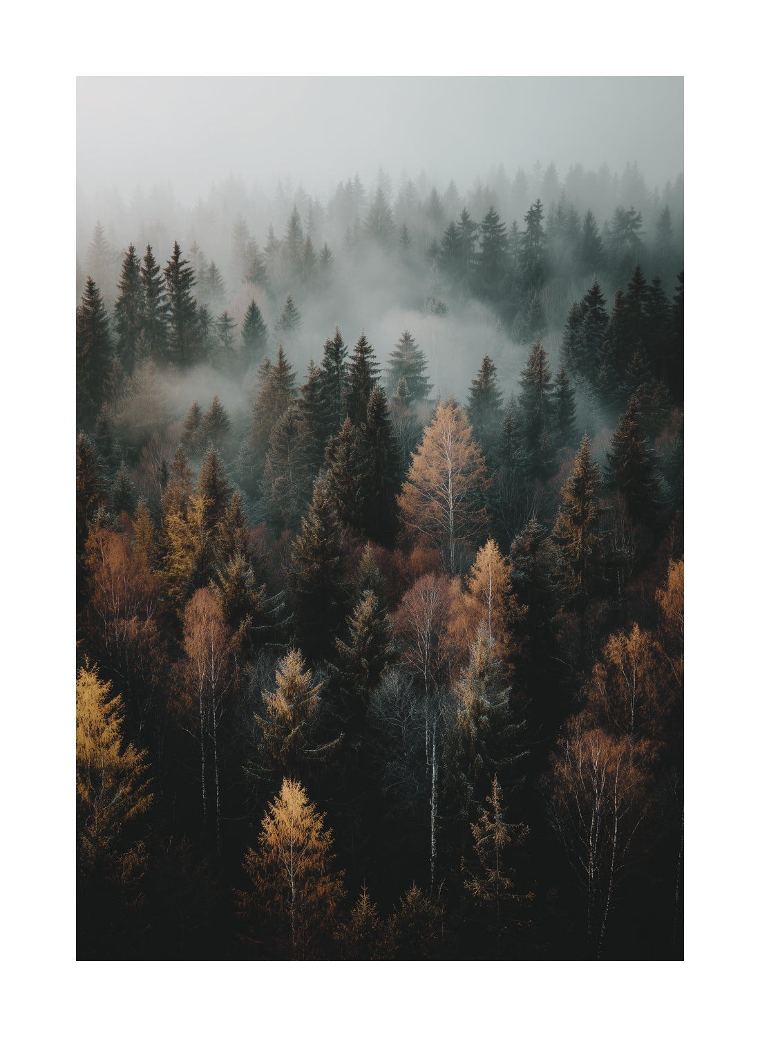Misty Autumn Forest Poster