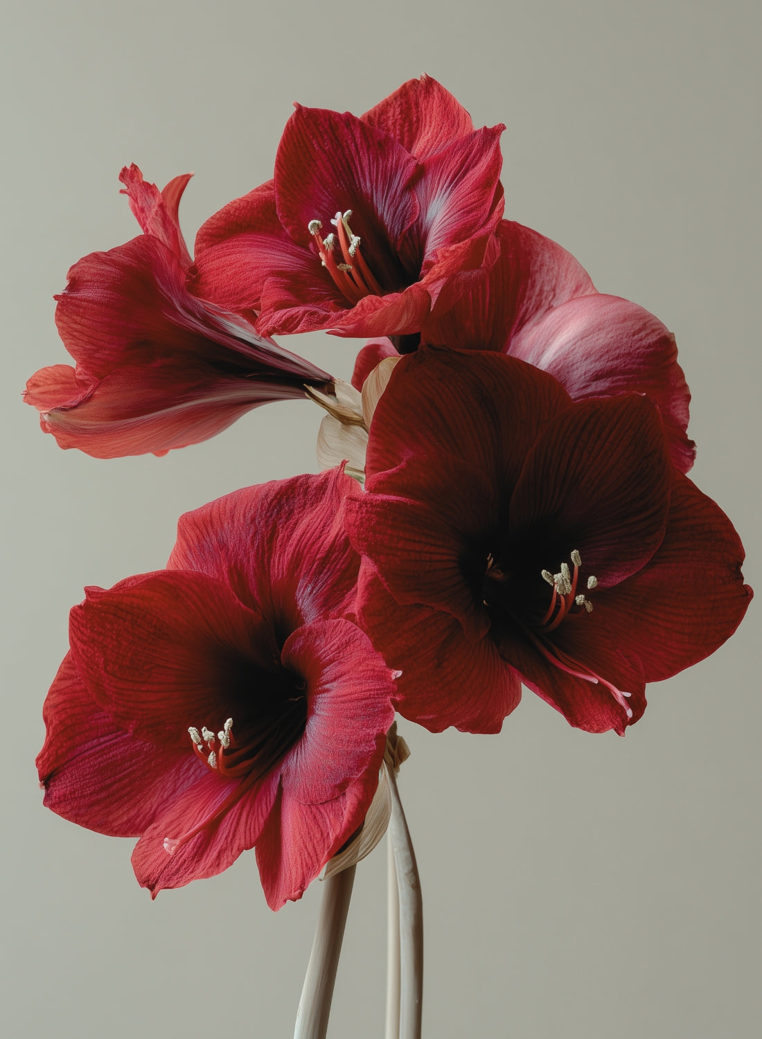 Red Amaryllis Poster