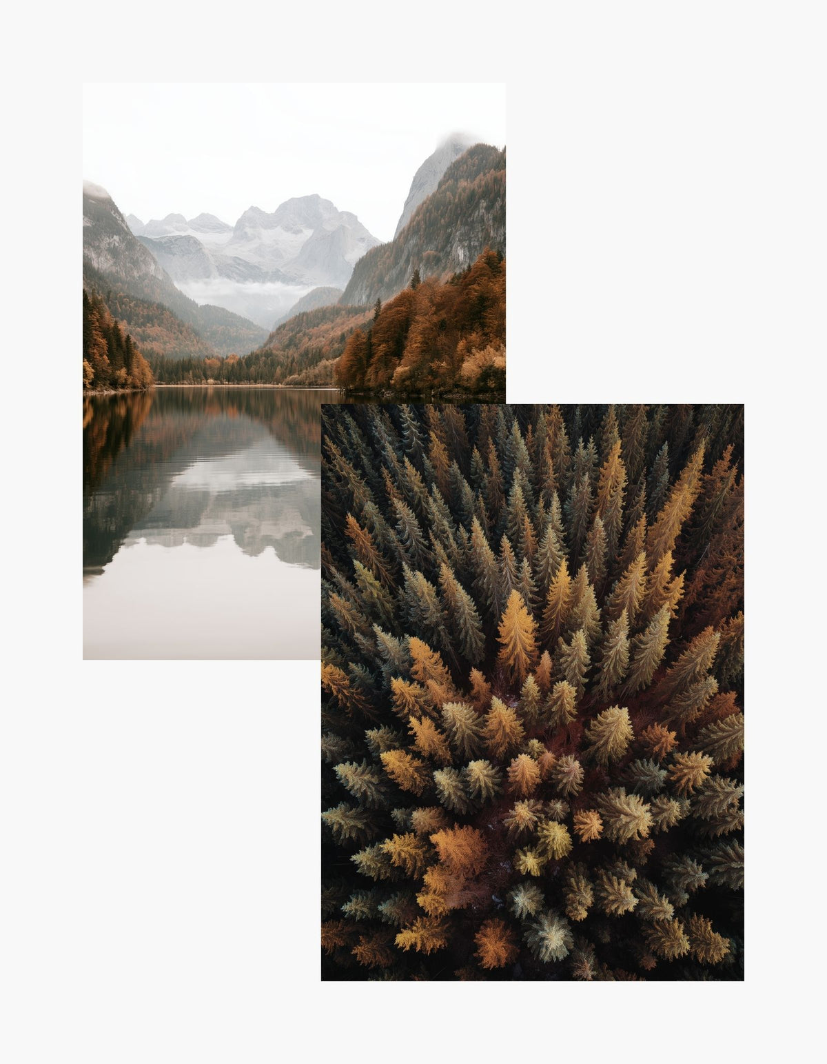Autumn Forest Posterpaket