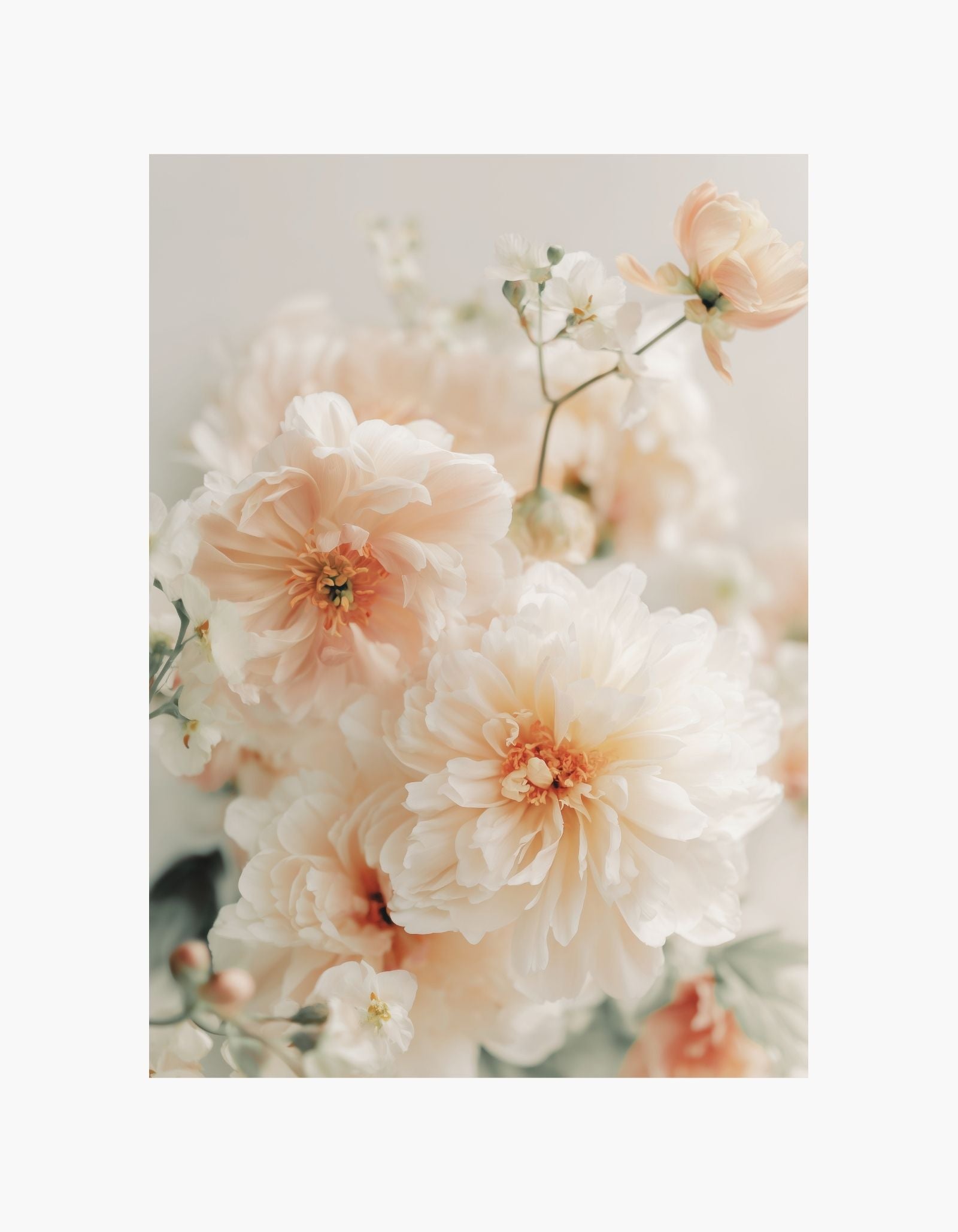 Soft Peach Peonies Poster