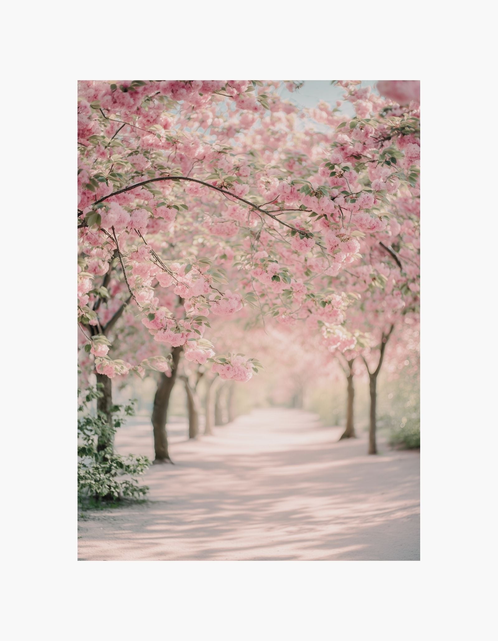 Cherry Blossom Path Poster