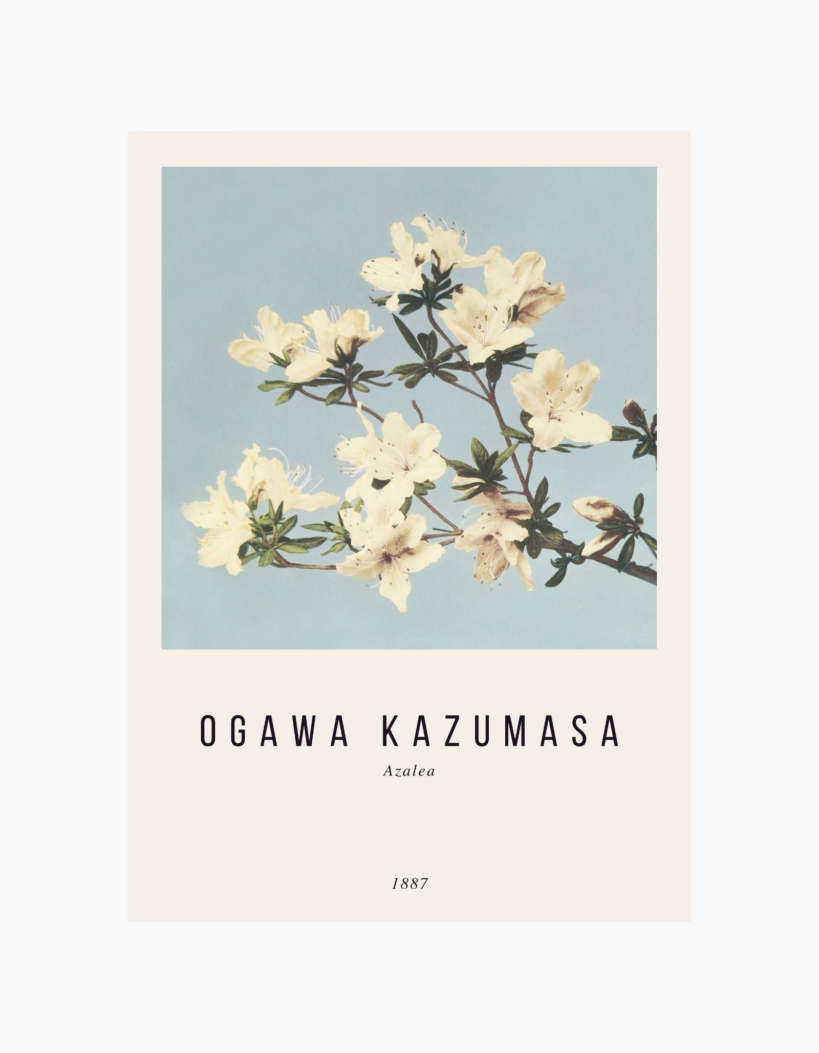 Ogawa Kazumasa  Azalea Poster