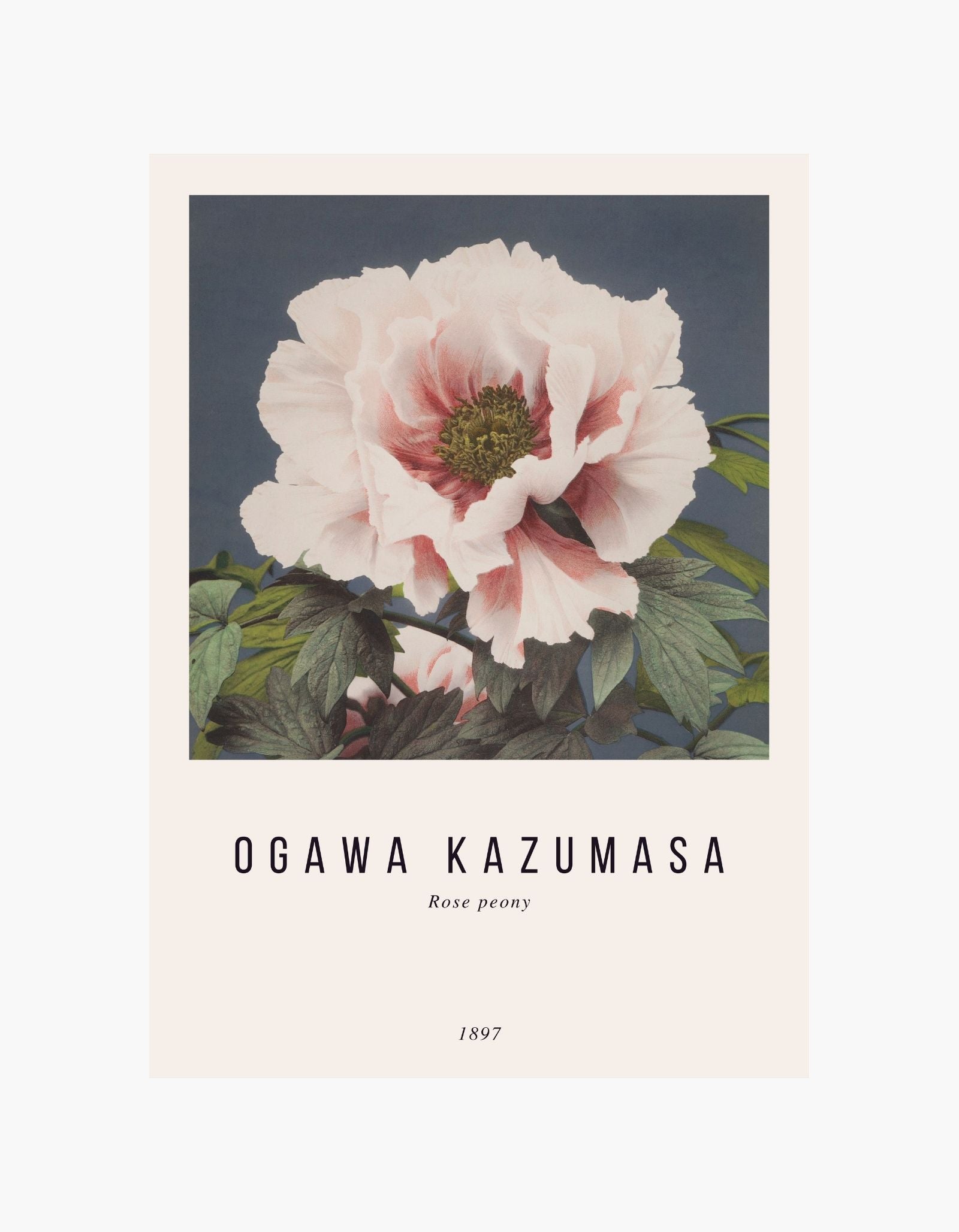 Ogawa Kazumasa Rose Peony Poster