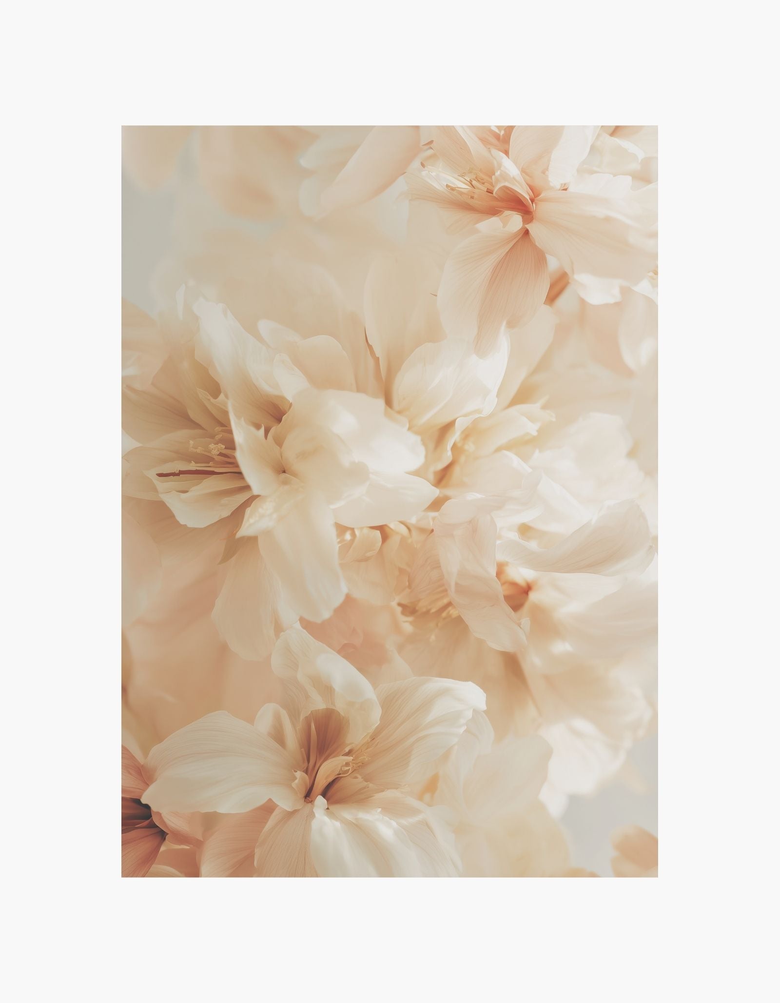 Soft Peach Blossoms Poster