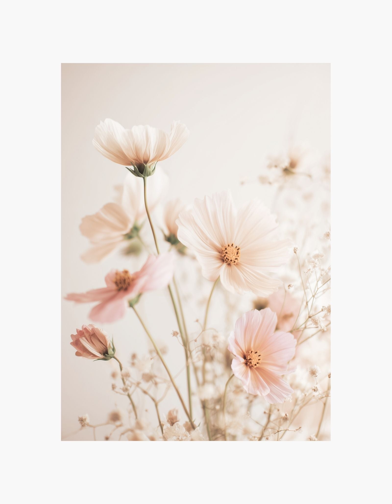 Soft Cosmos Flowers Poster