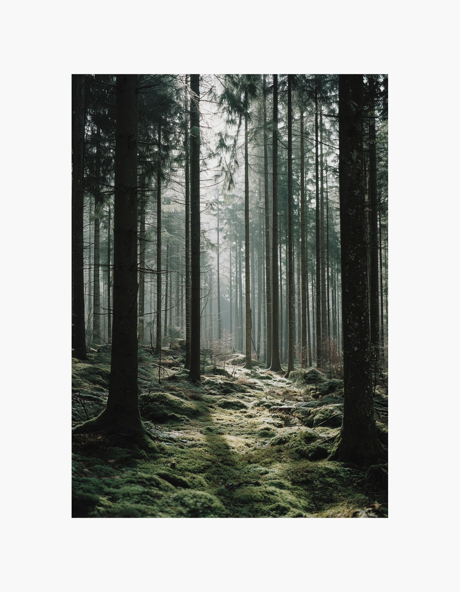 Forest Poster