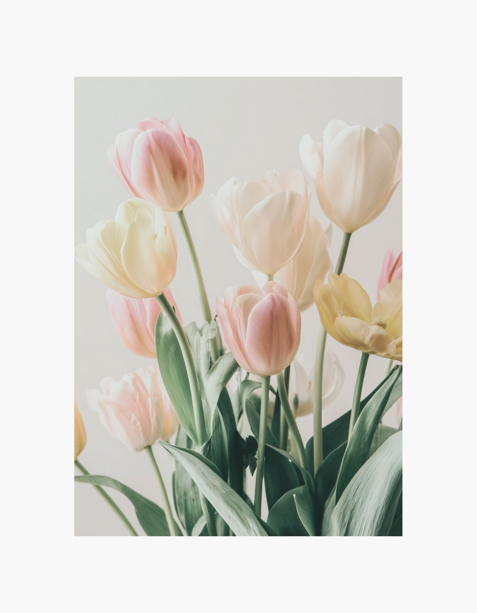 Soft Tulips