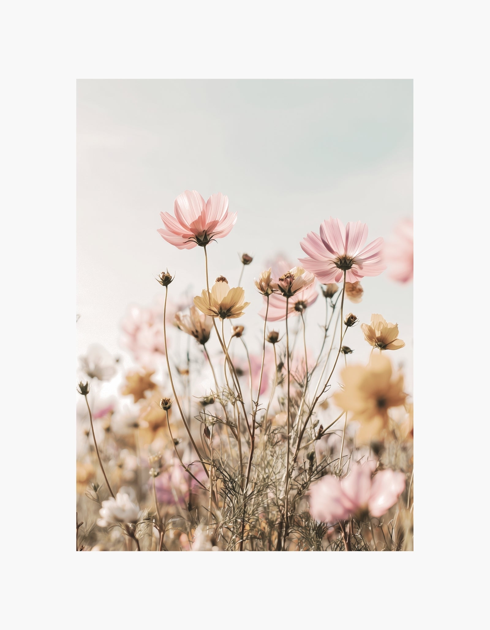 Soft Wildflowers Poster