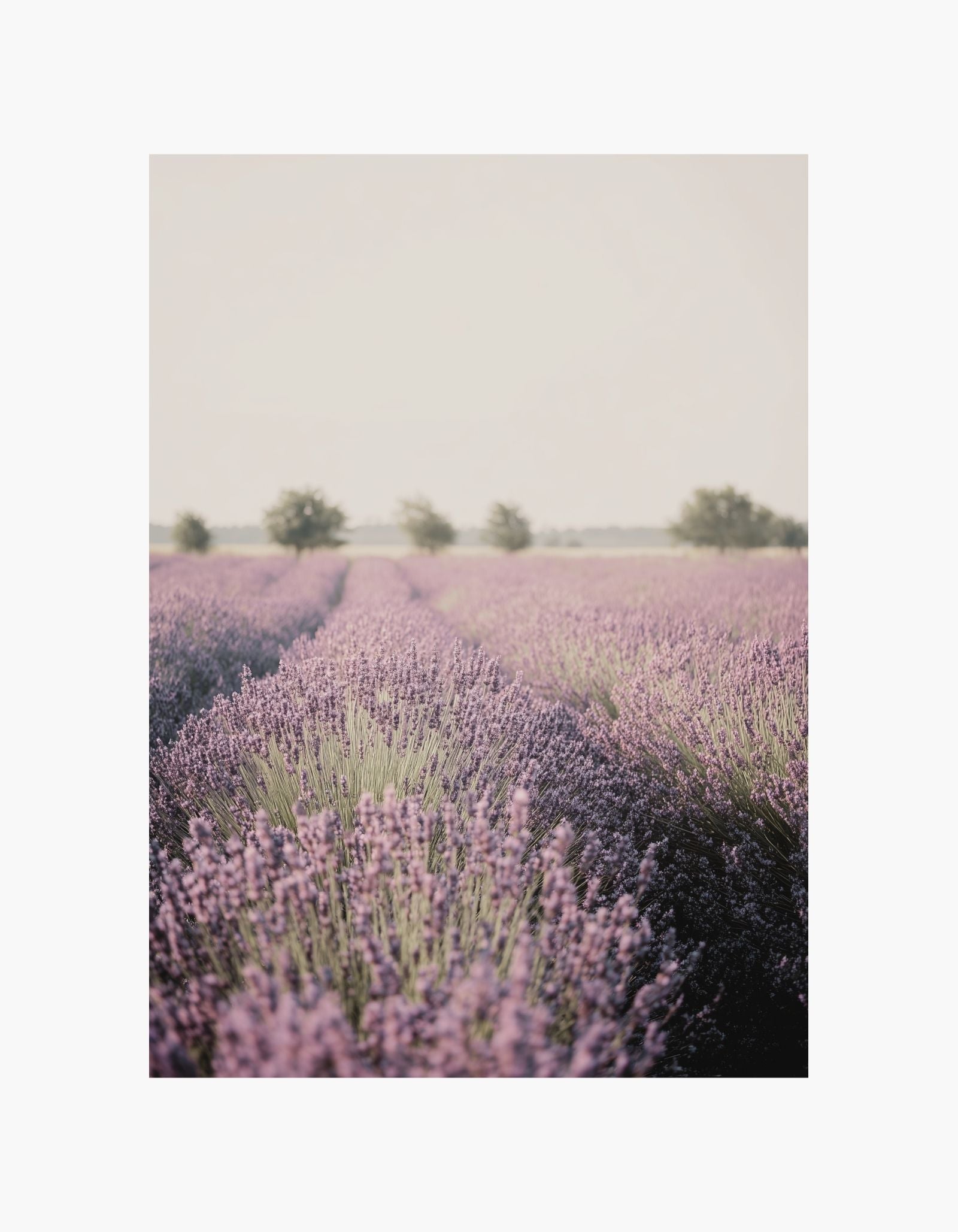 Lavender Fields Poster