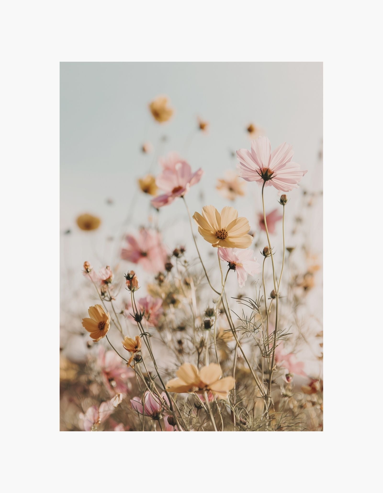 Wildflowers Poster