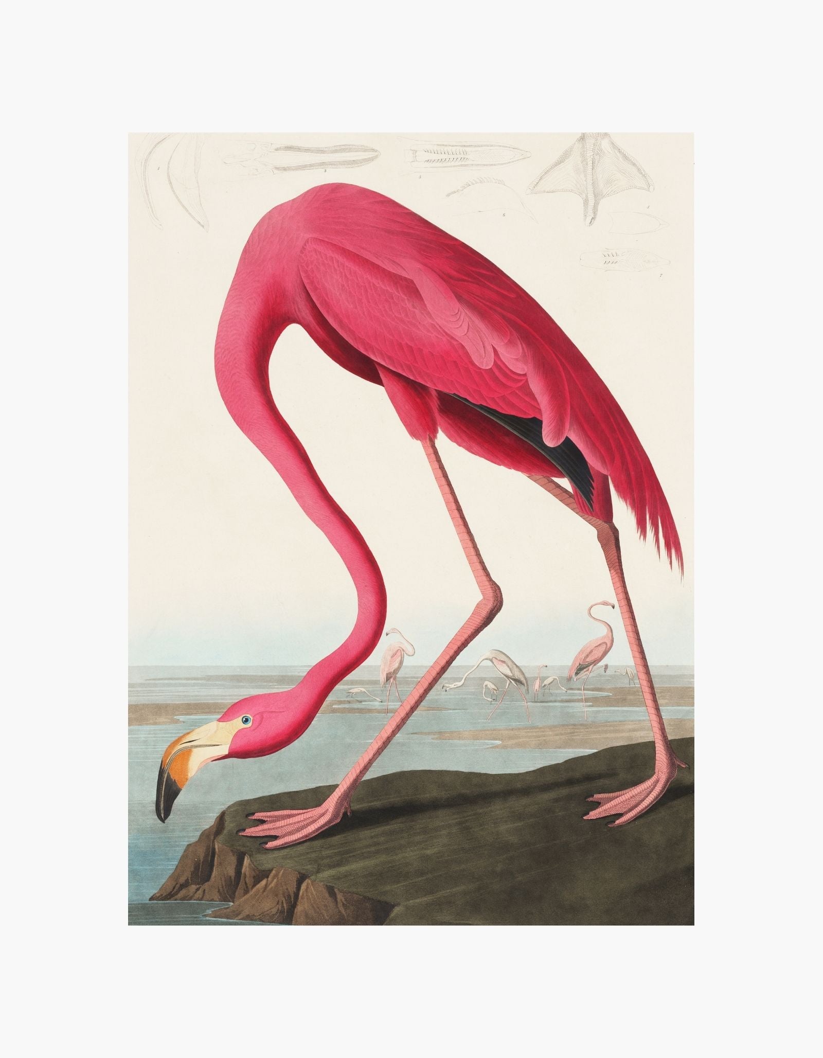 John James Audubon Pink Flamingo Poster