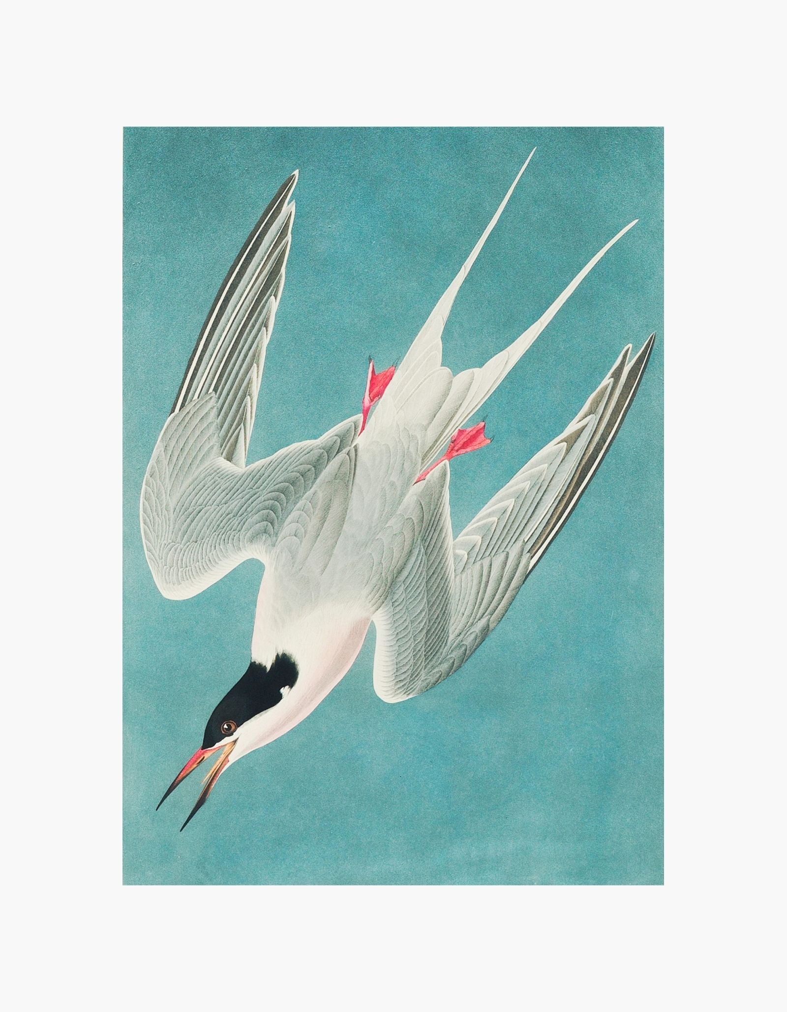 John James Audubon Roseate Tern Poster