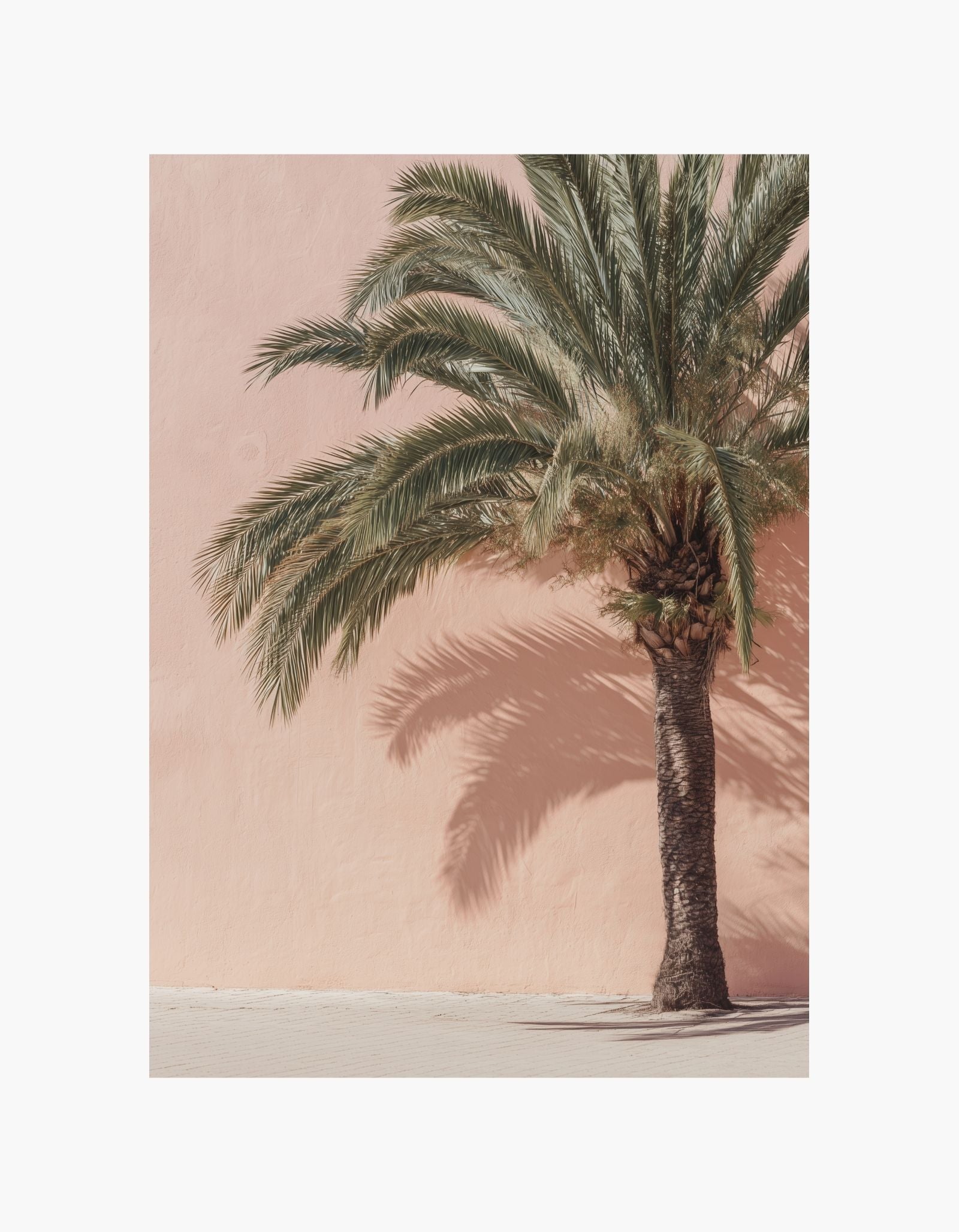 Sunlit Palm Poster