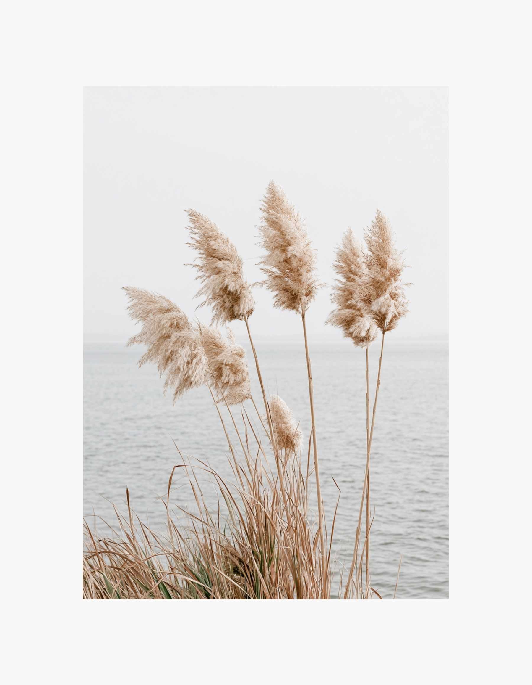 Coastal Reed Poster
