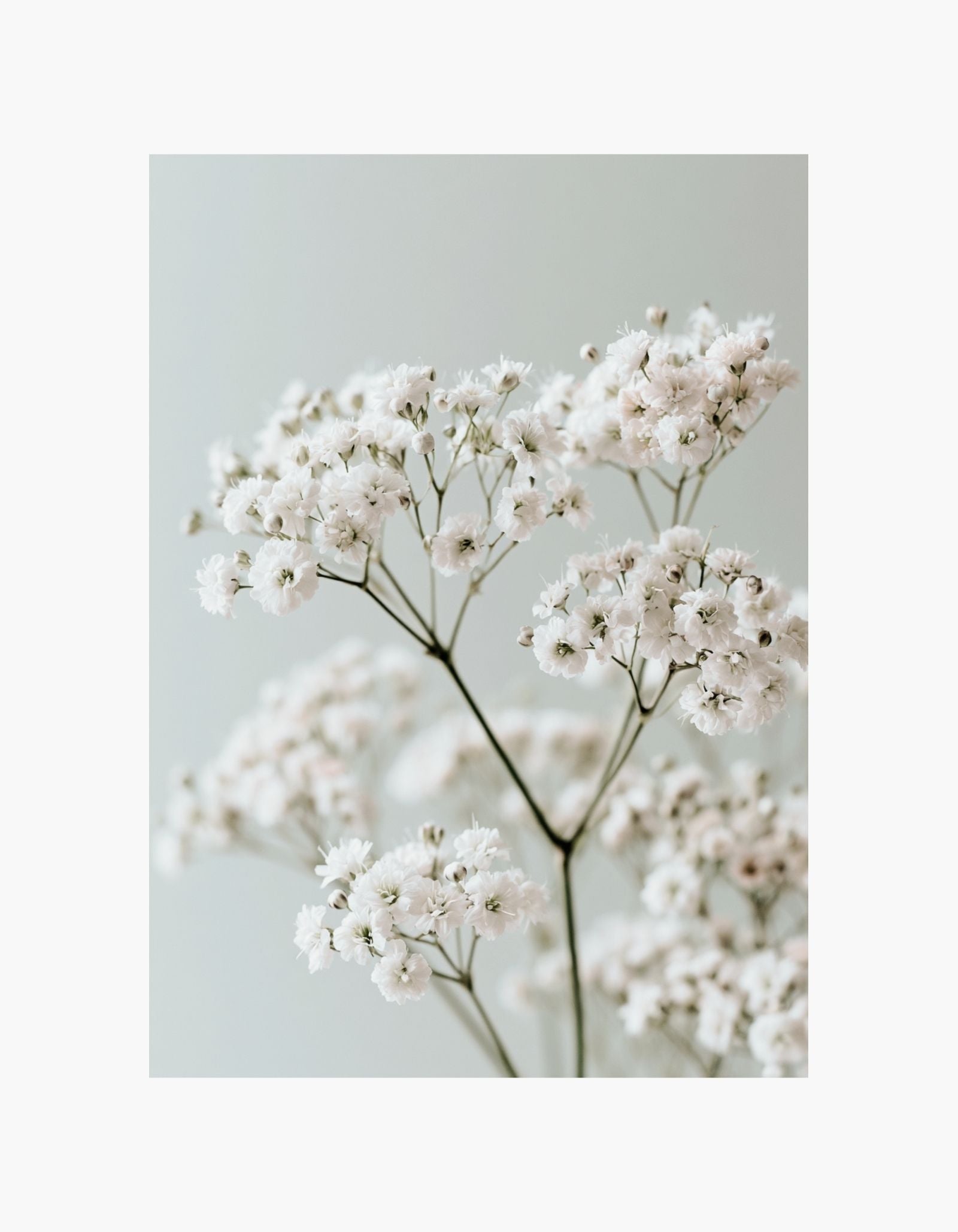 Pure Blossom Poster