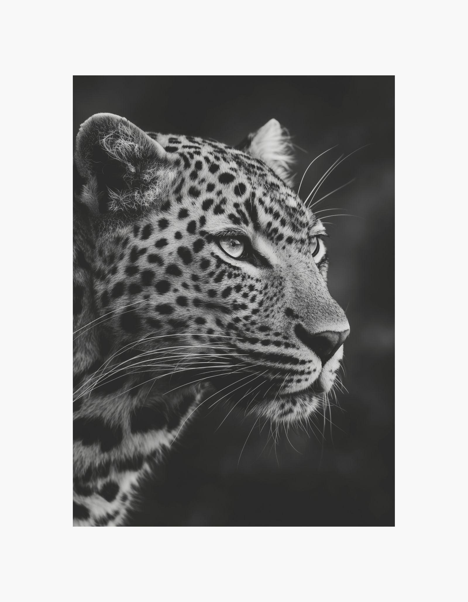 Leopard  Poster