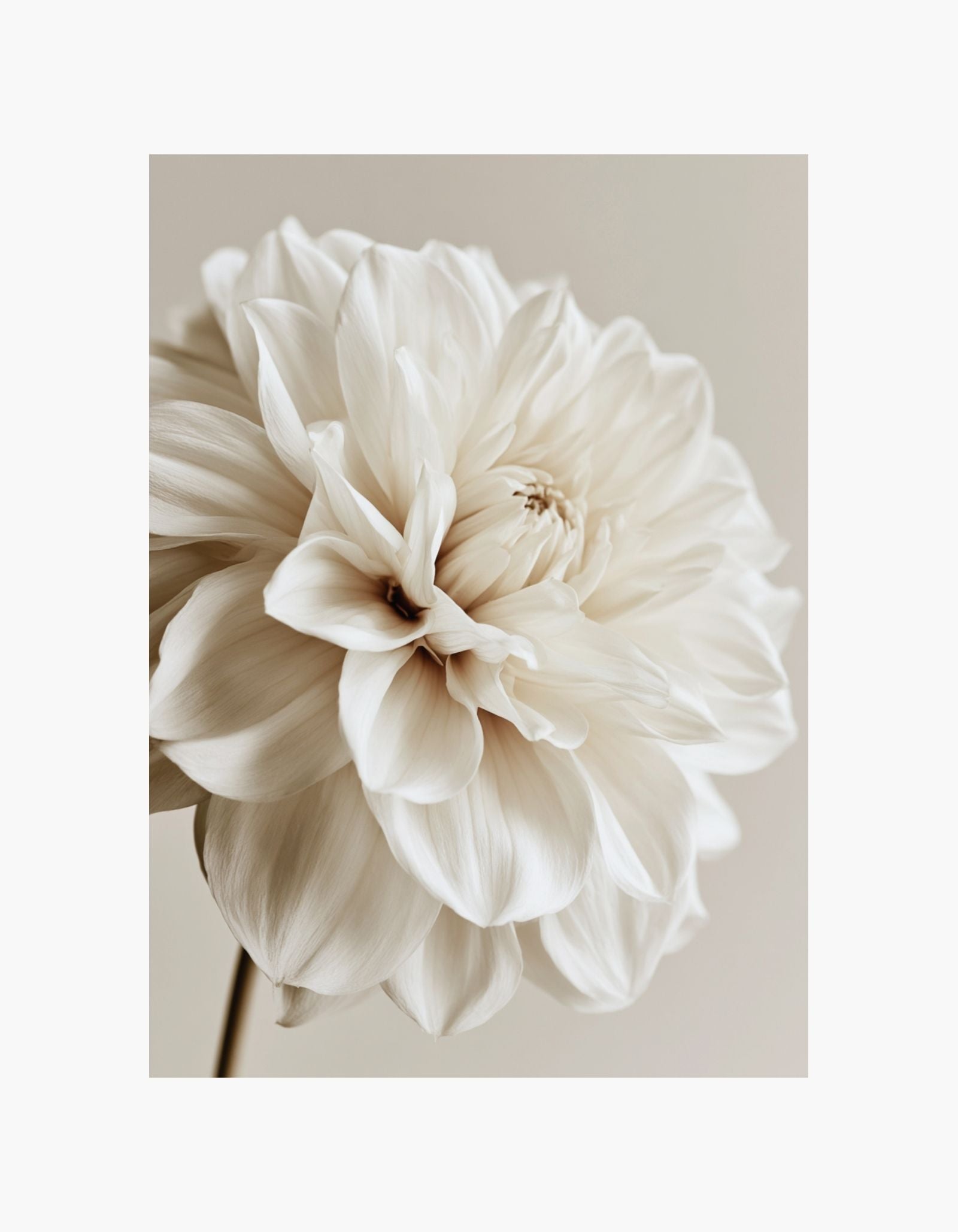 Beige Dahlia No1 Poster