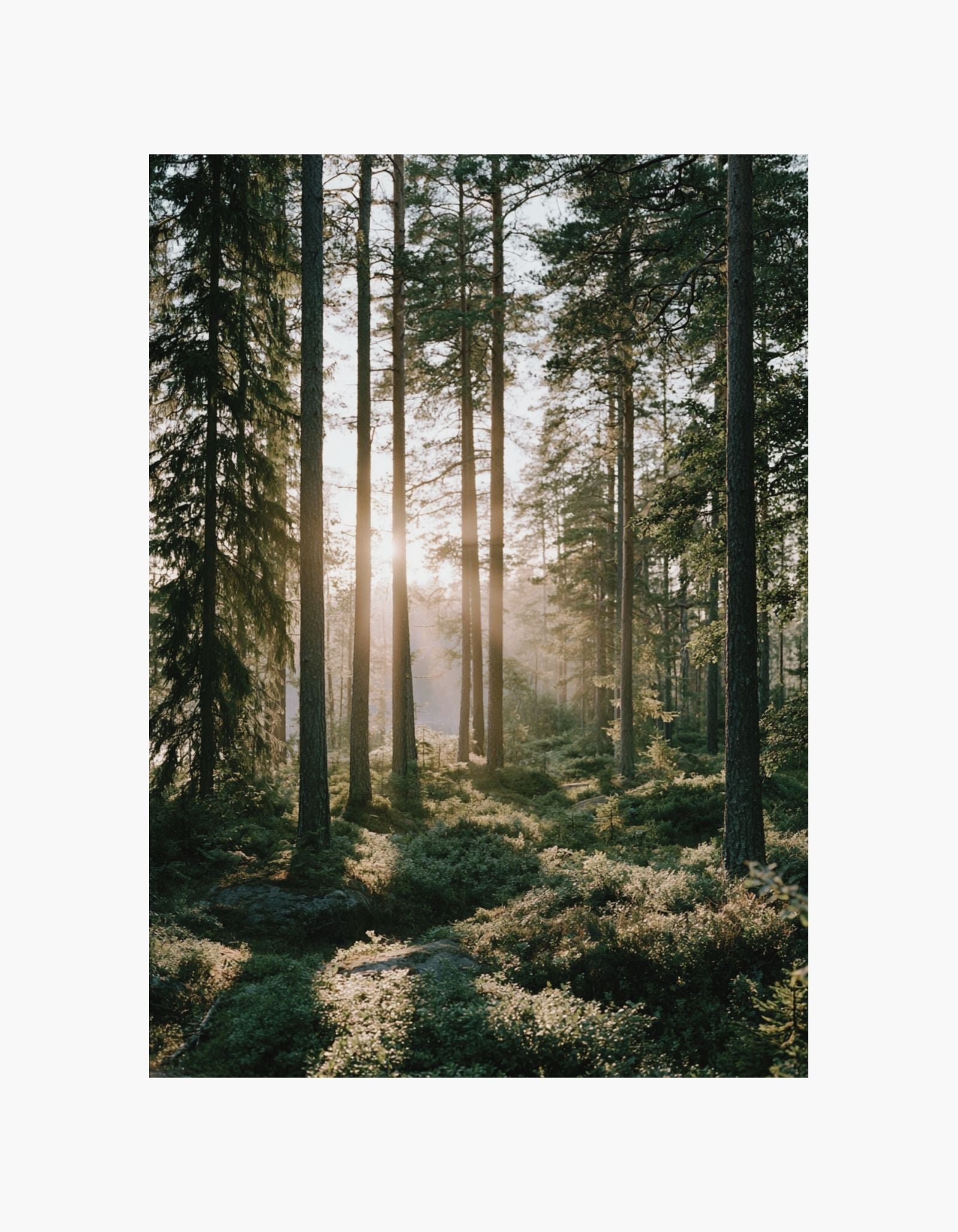 Morning Forest Poster