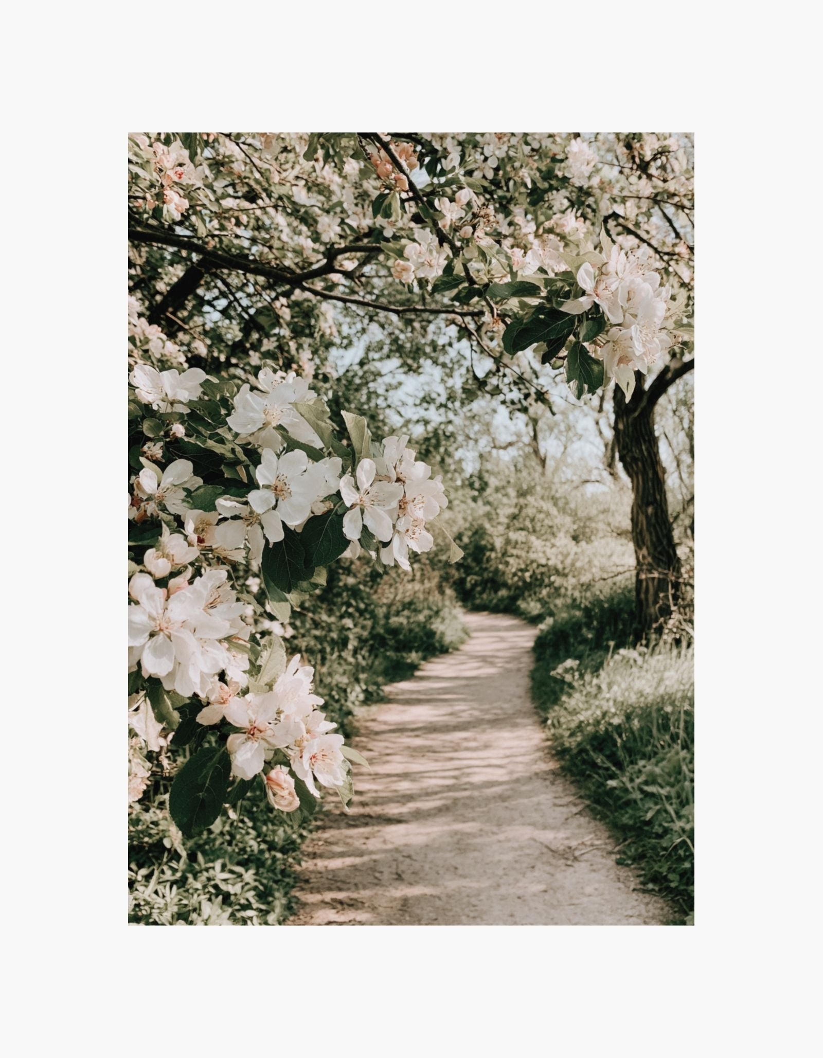 Blossom Path Poster