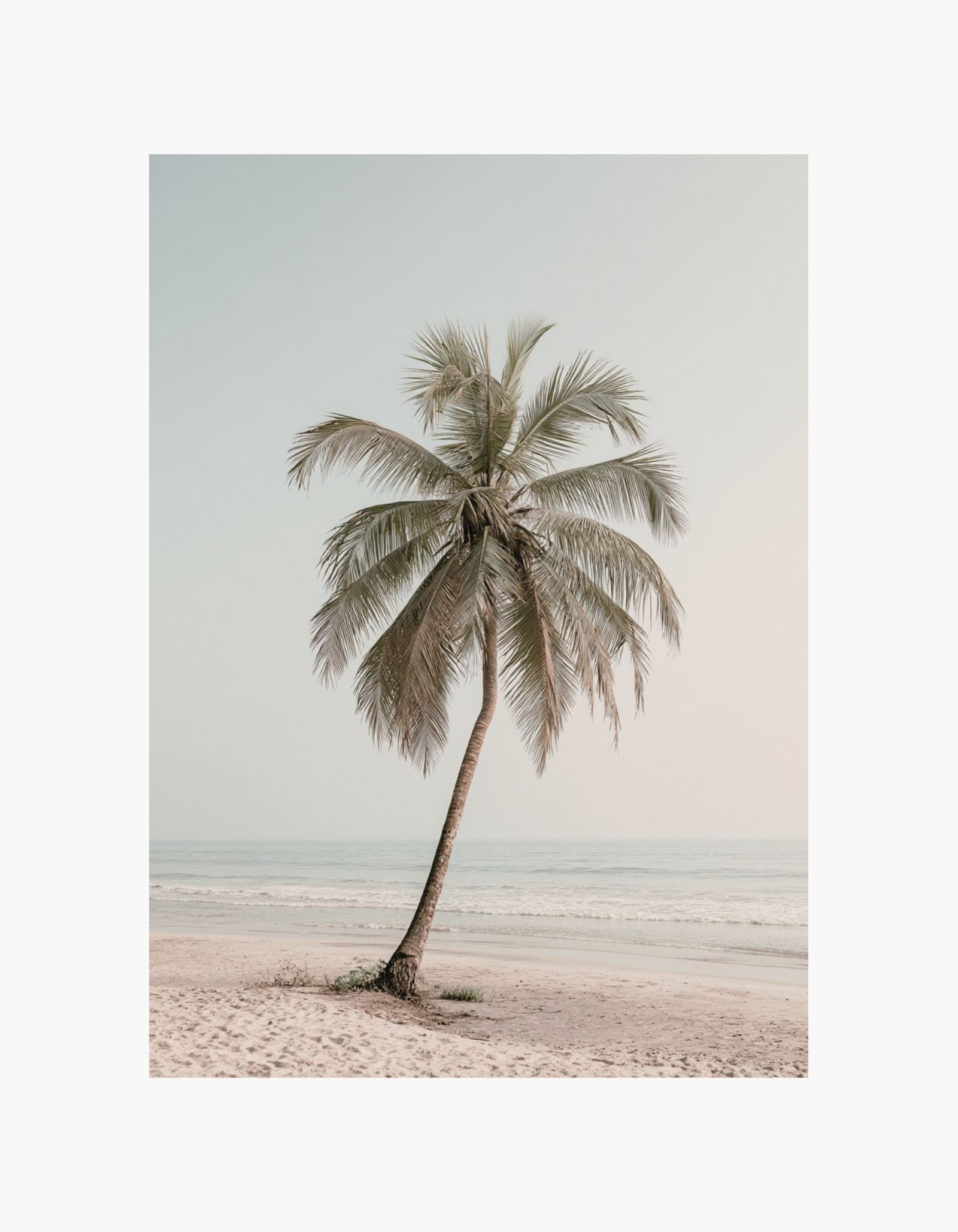 Coastal Palm Poster