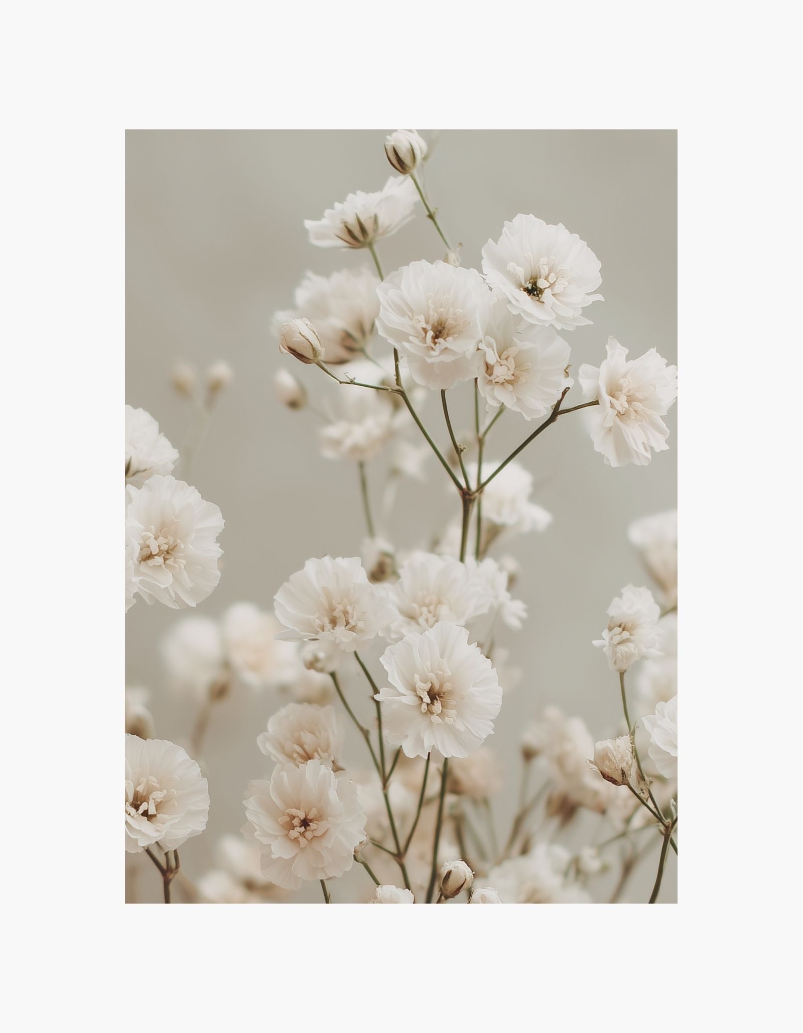 Soft Flowers Poster