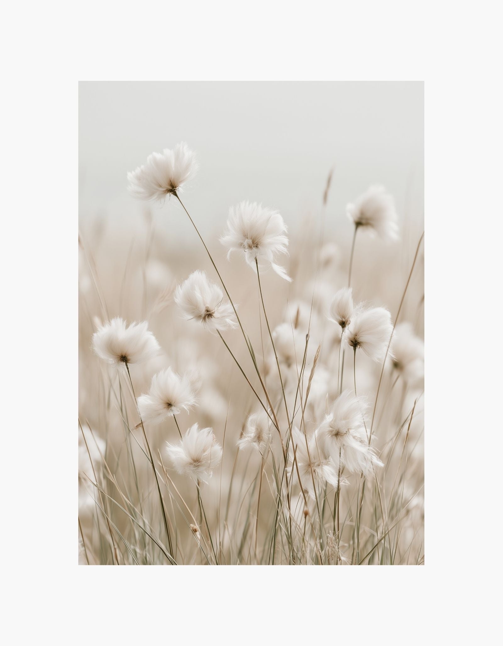 Cottongrass Poster