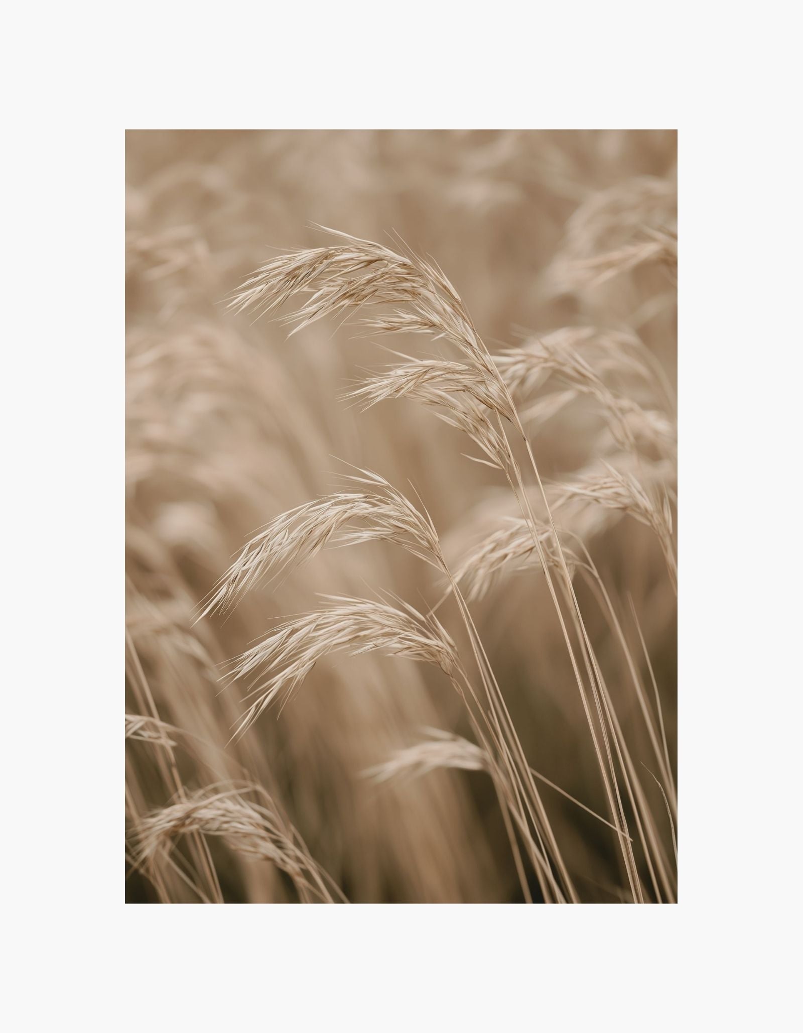 Soft Meadow Poster